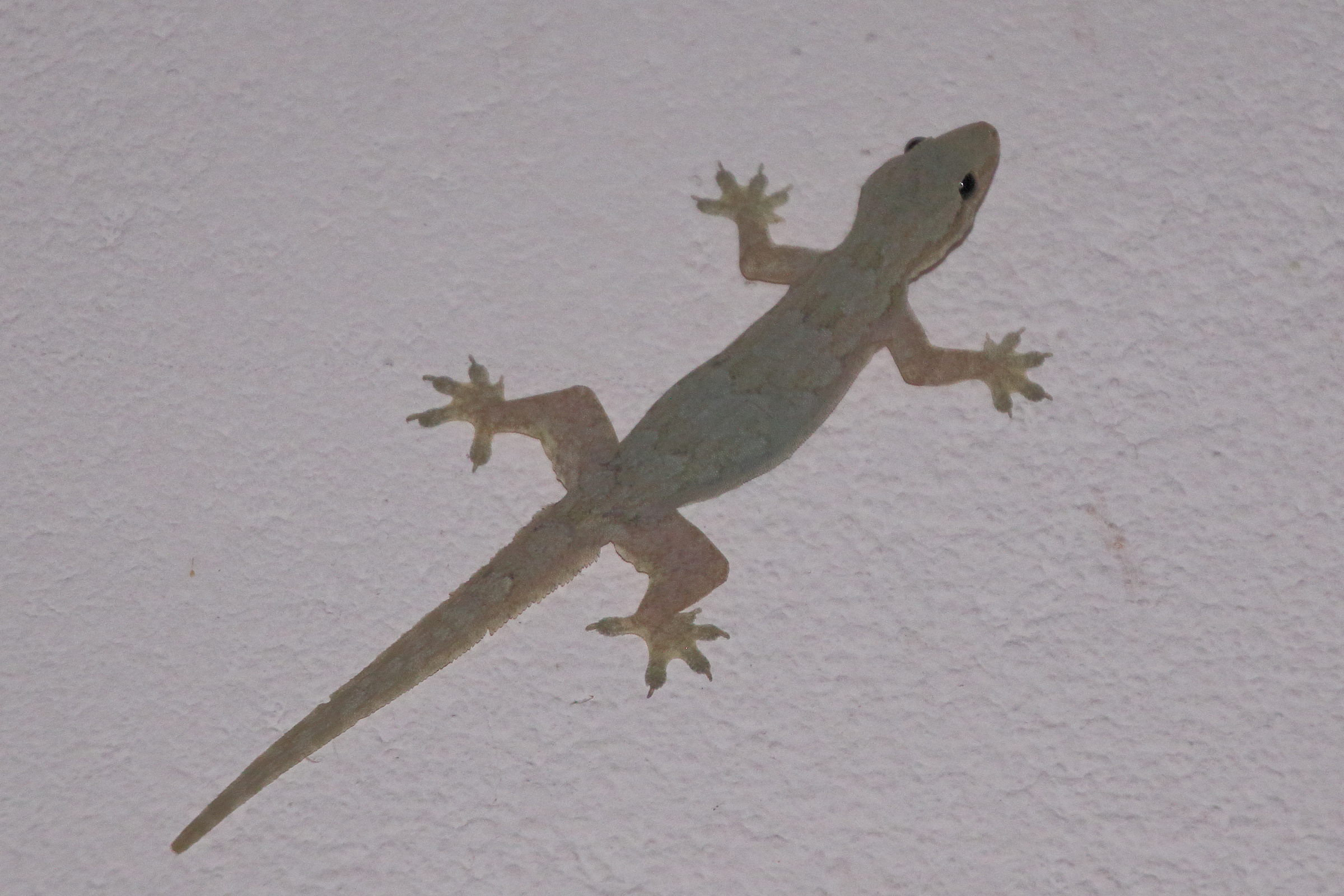 Afficher le média hemidactylus_platyurus2bd hemidactylus_platyurus2bd