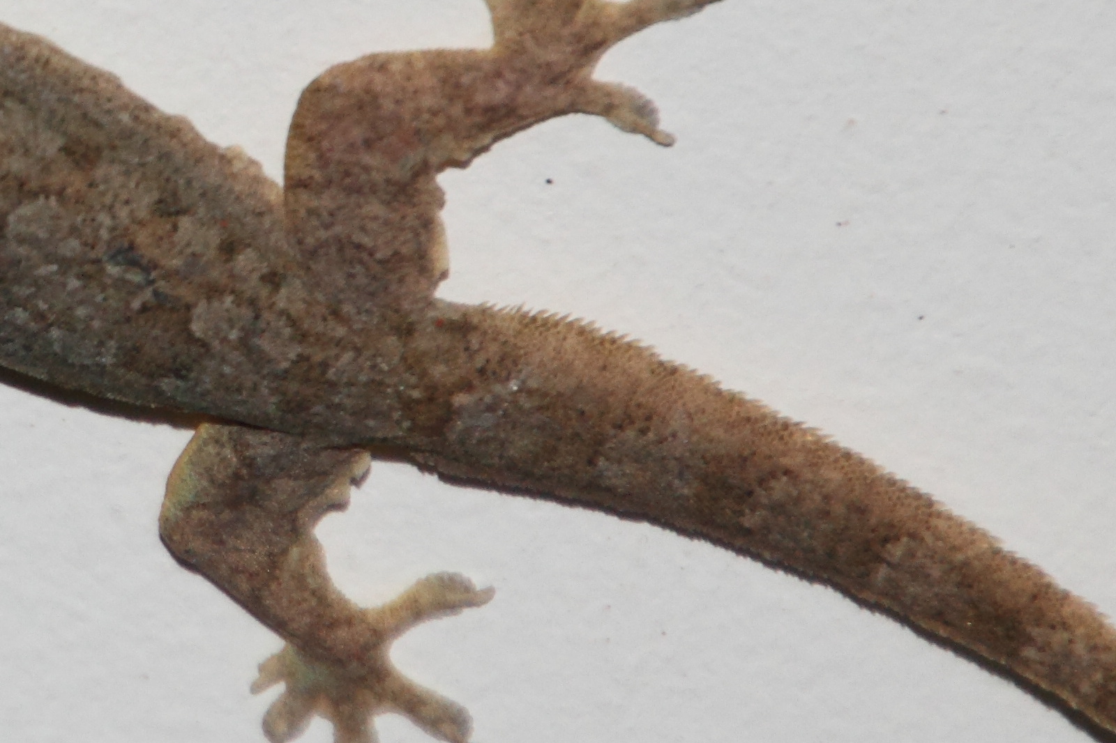 Afficher le média hemidactylus_platyurus3md hemidactylus_platyurus3md