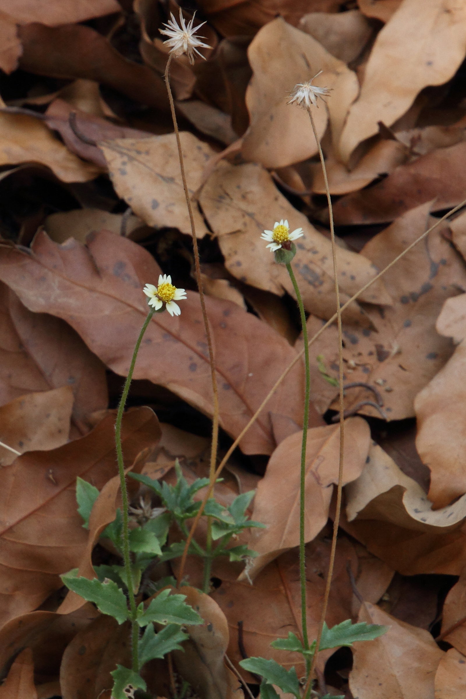 Afficher le média tridax_procumbens7md tridax_procumbens7md