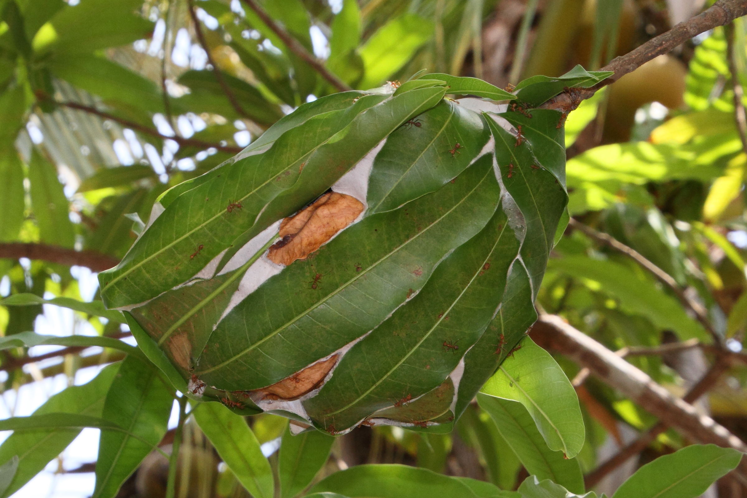 oecophylla_smaragdina1md