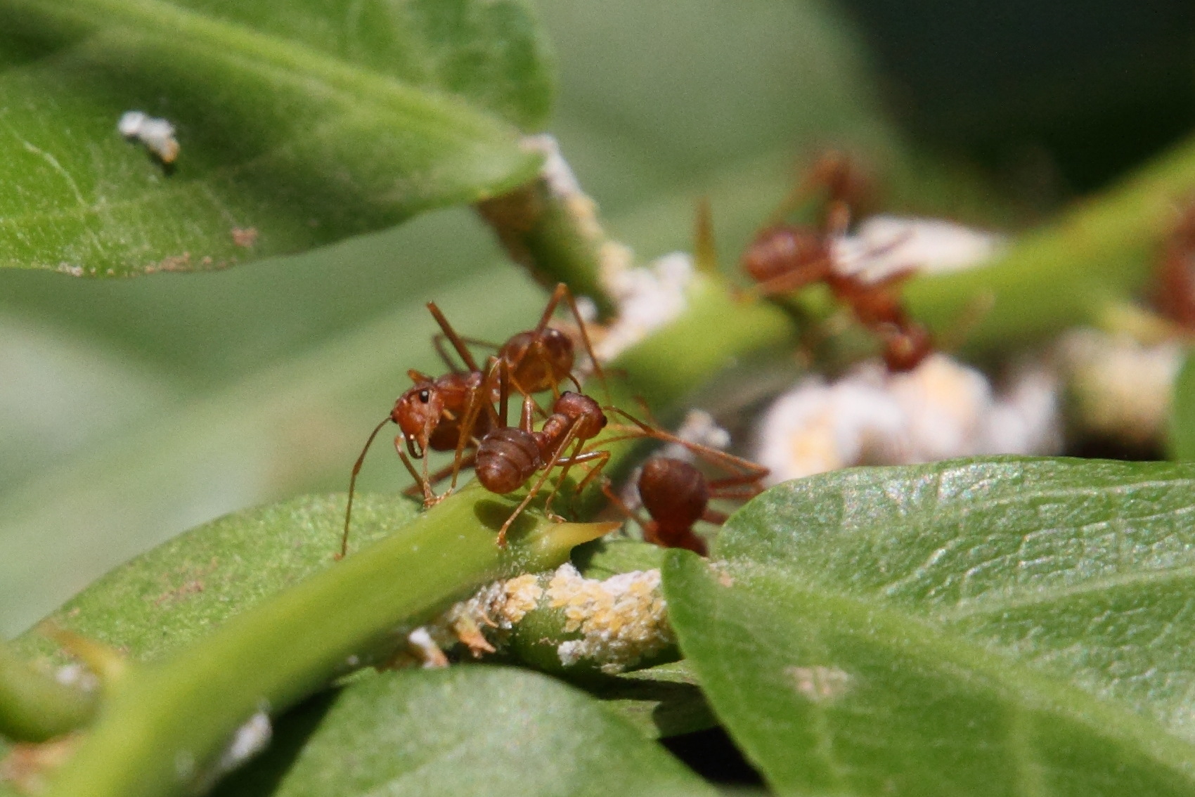 oecophylla_smaragdina2md