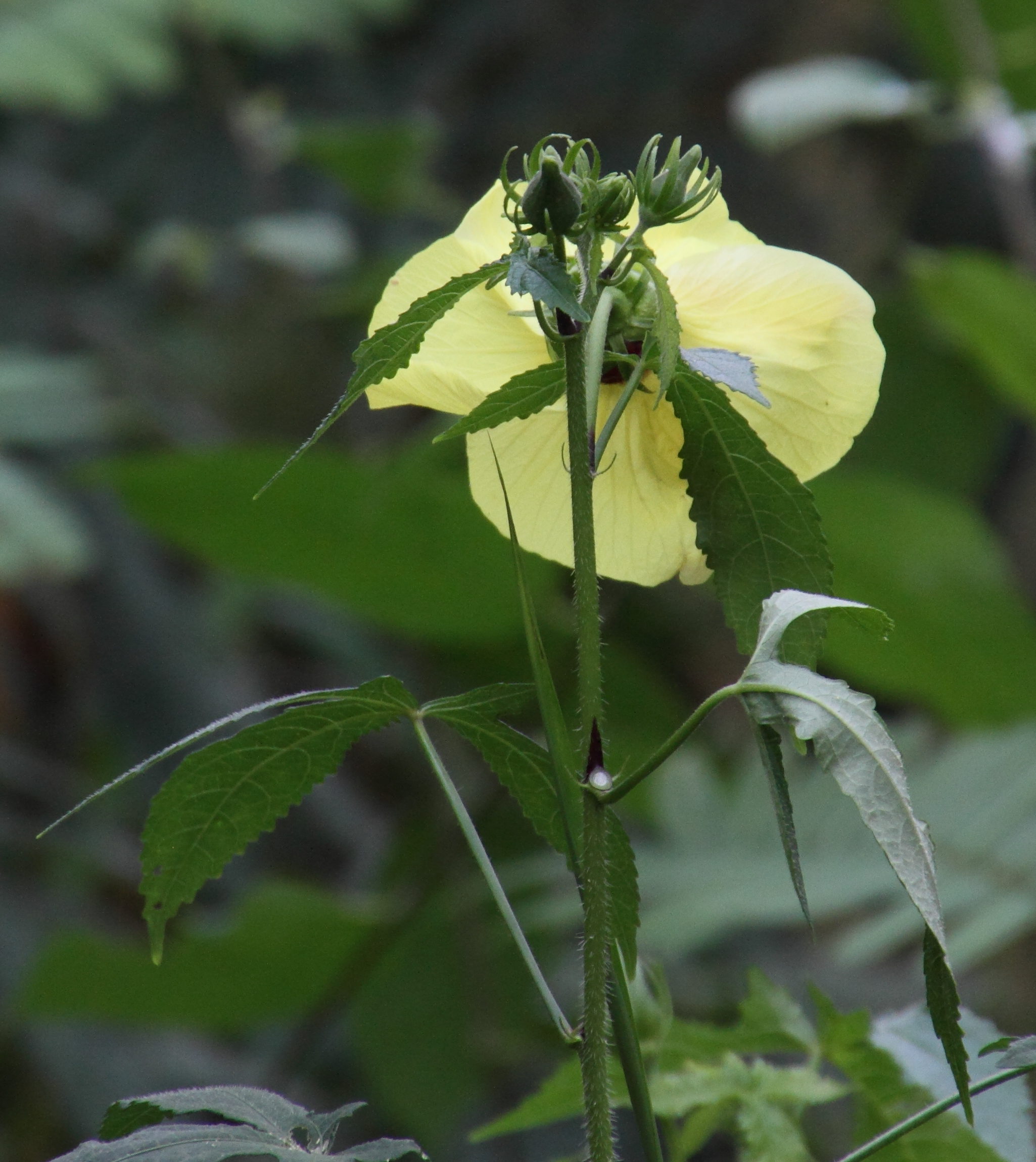 abelmochus_moschatus1md