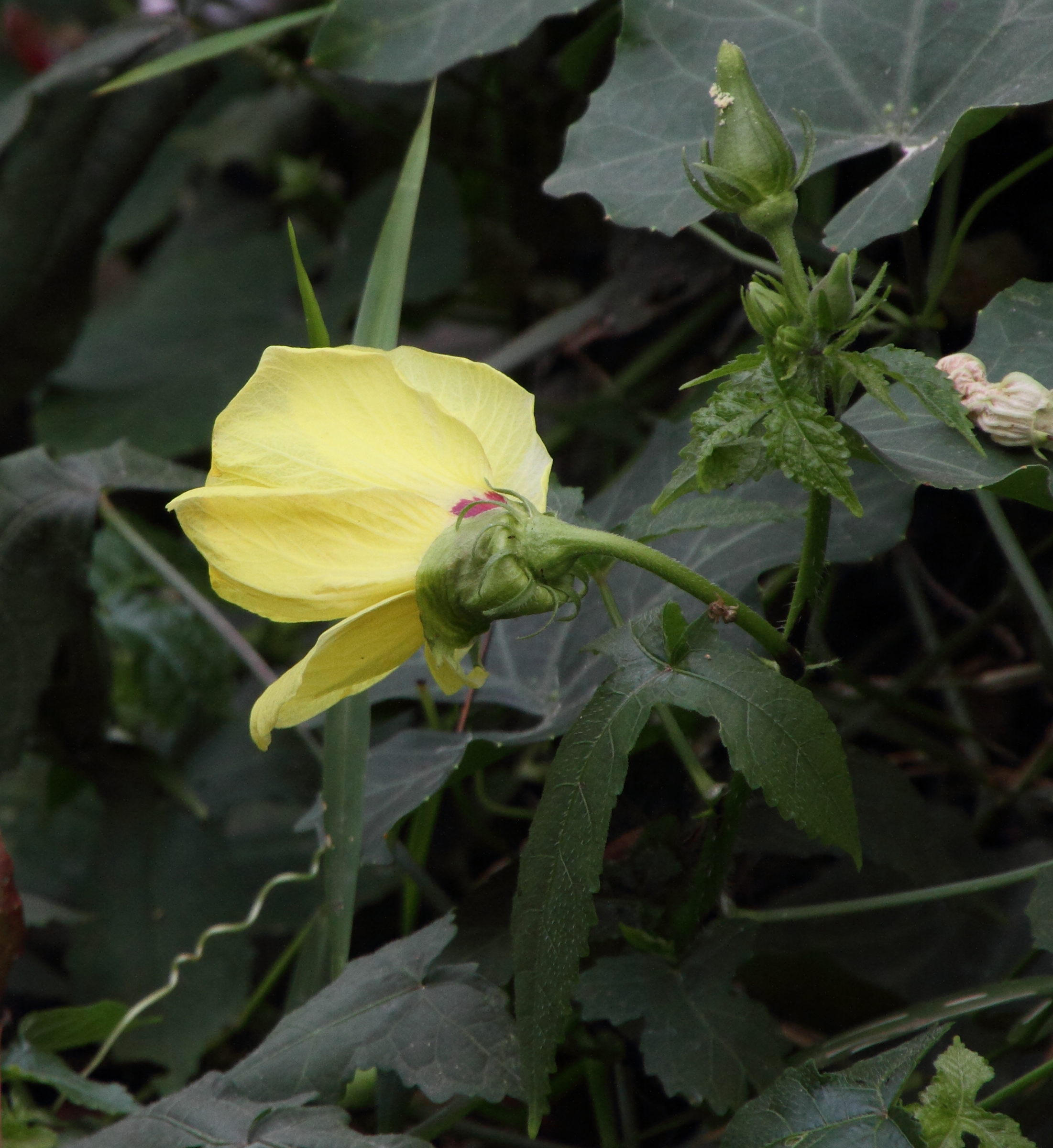 abelmochus_moschatus2md