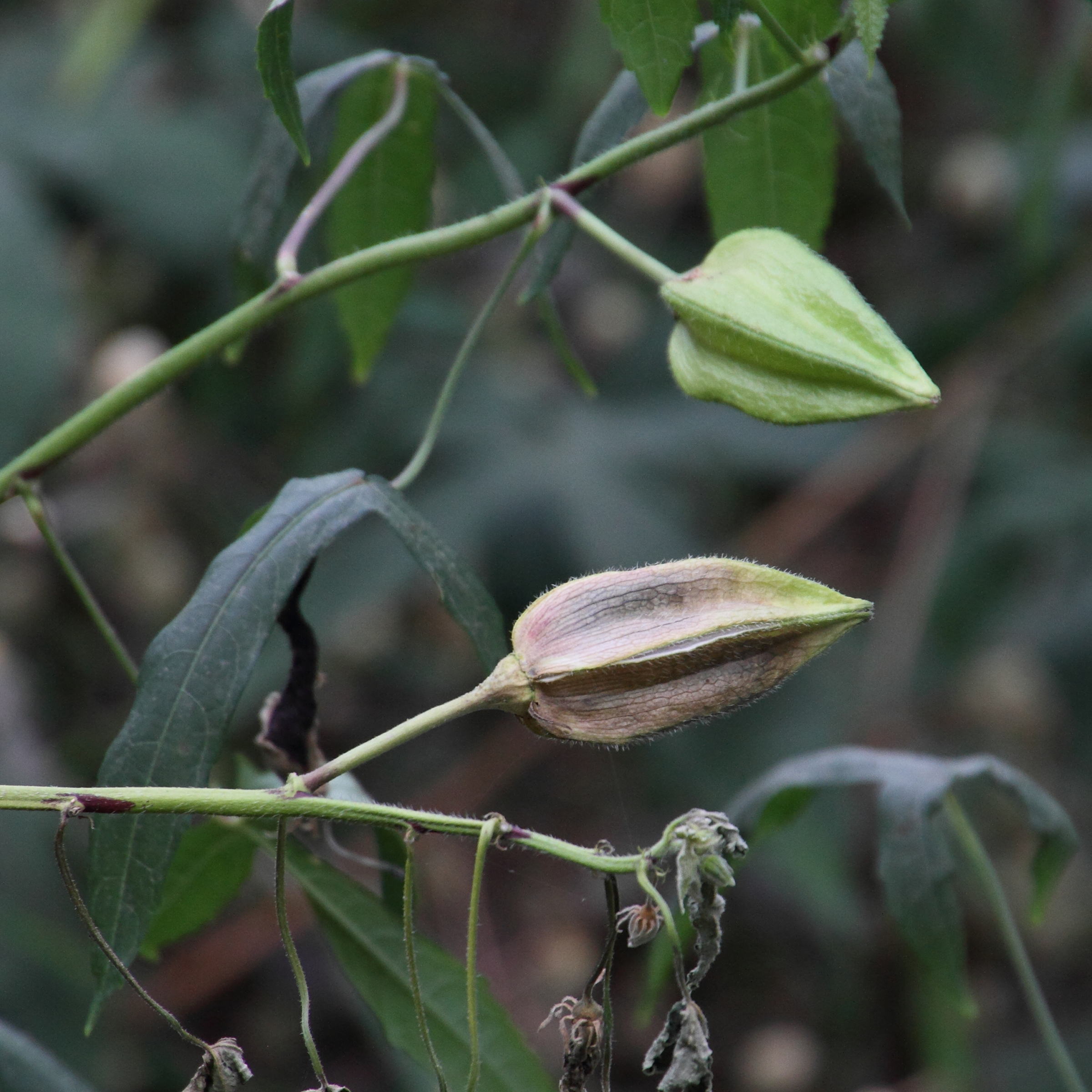 abelmochus_moschatus3md