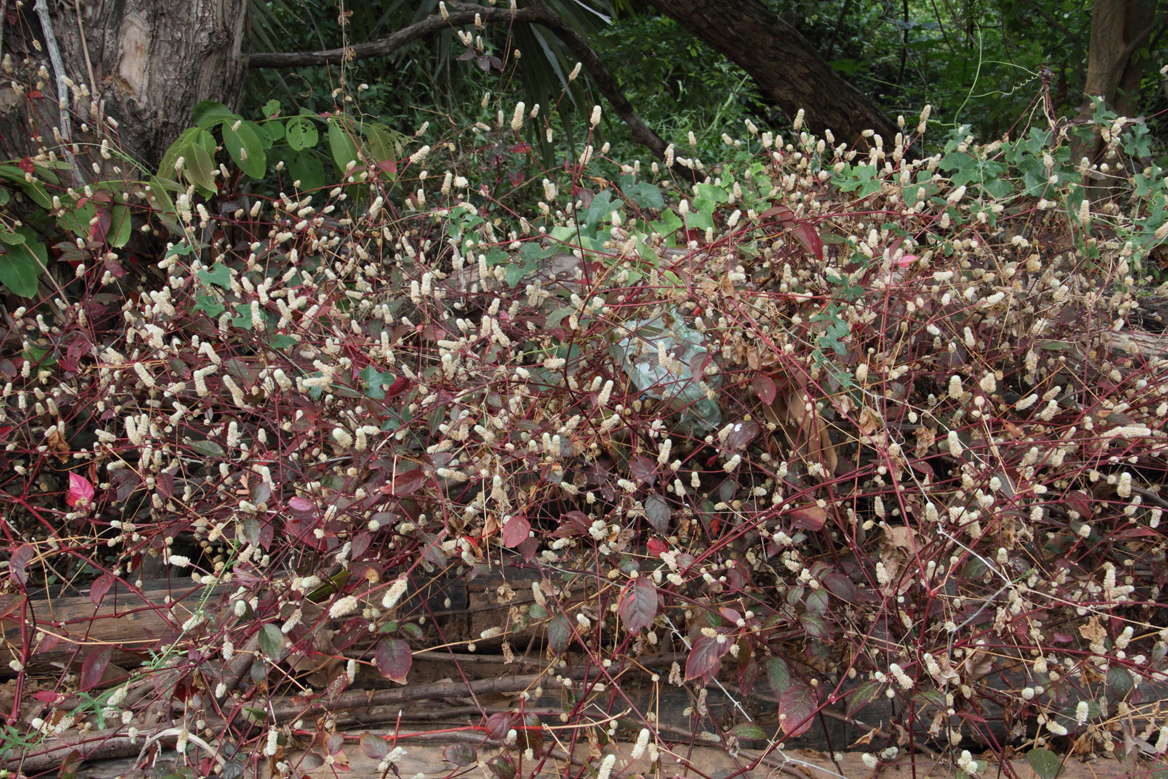 Afficher le média alternanthera_bettzickiana1md alternanthera_bettzickiana1md