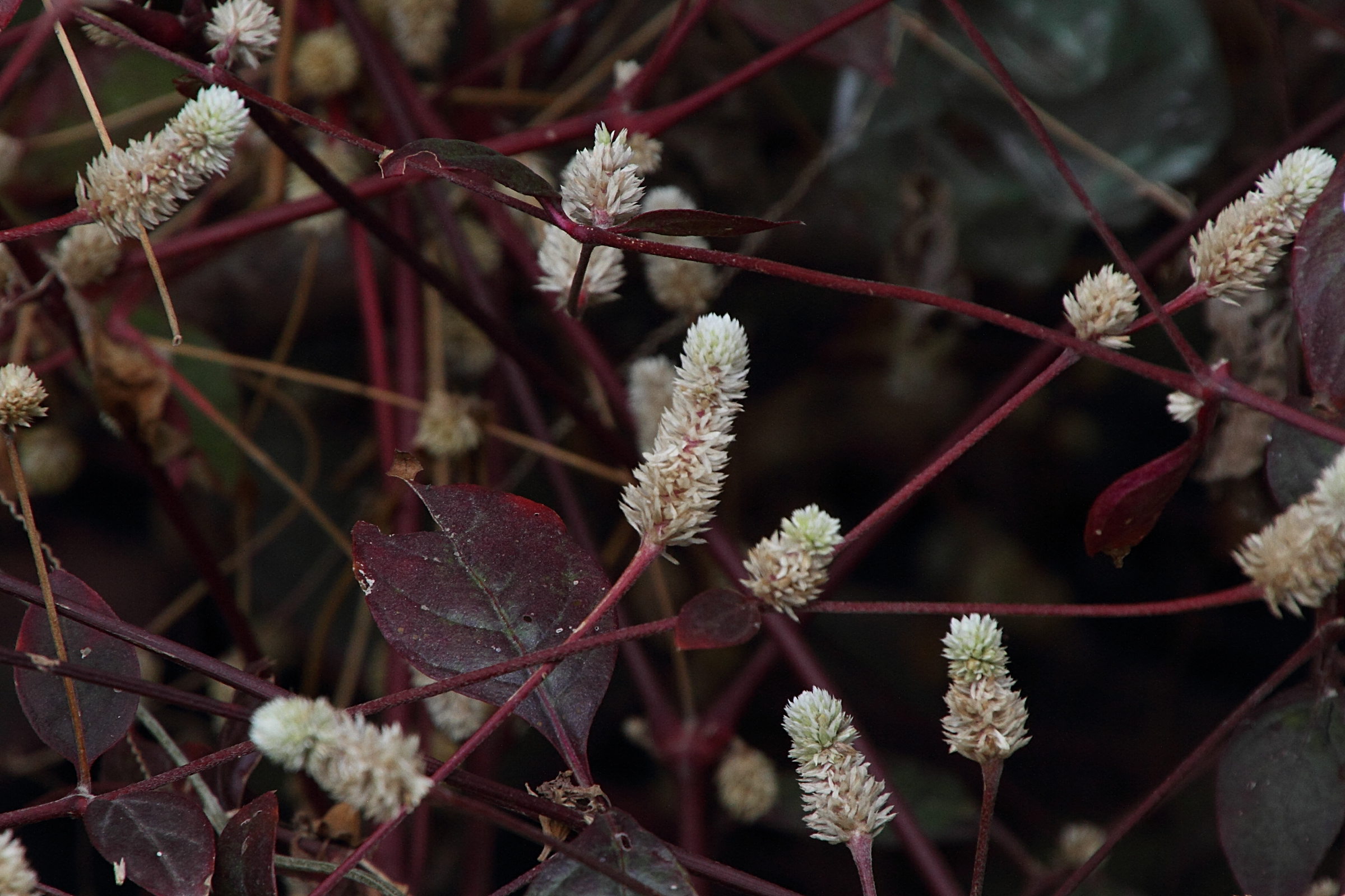 Afficher le média alternanthera_bettzickiana2md alternanthera_bettzickiana2md