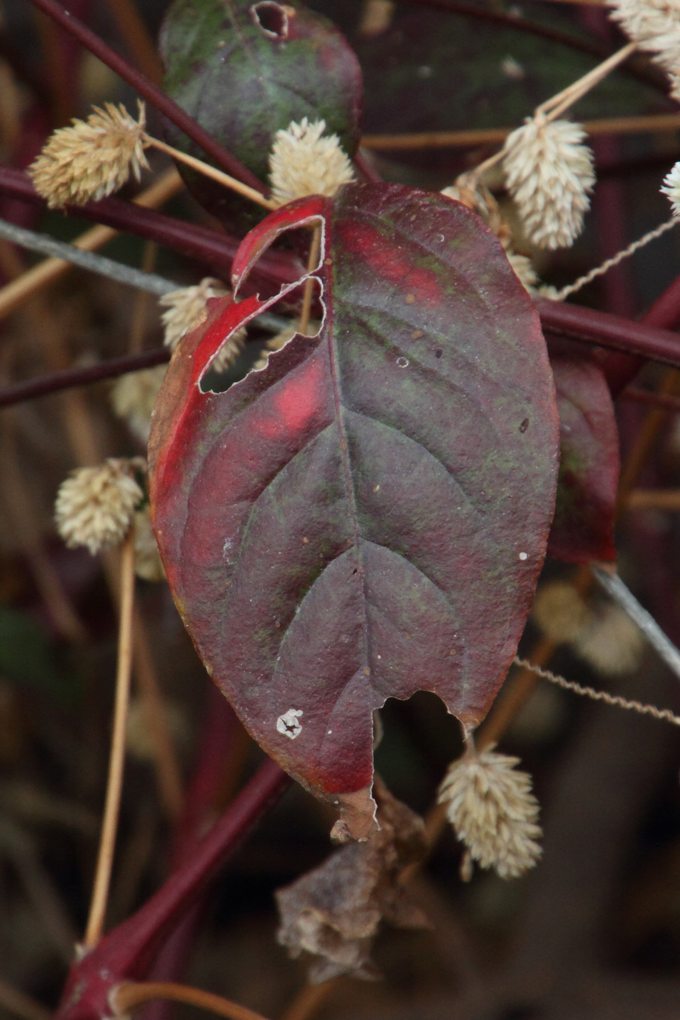 Afficher le média alternanthera_bettzickiana3md alternanthera_bettzickiana3md