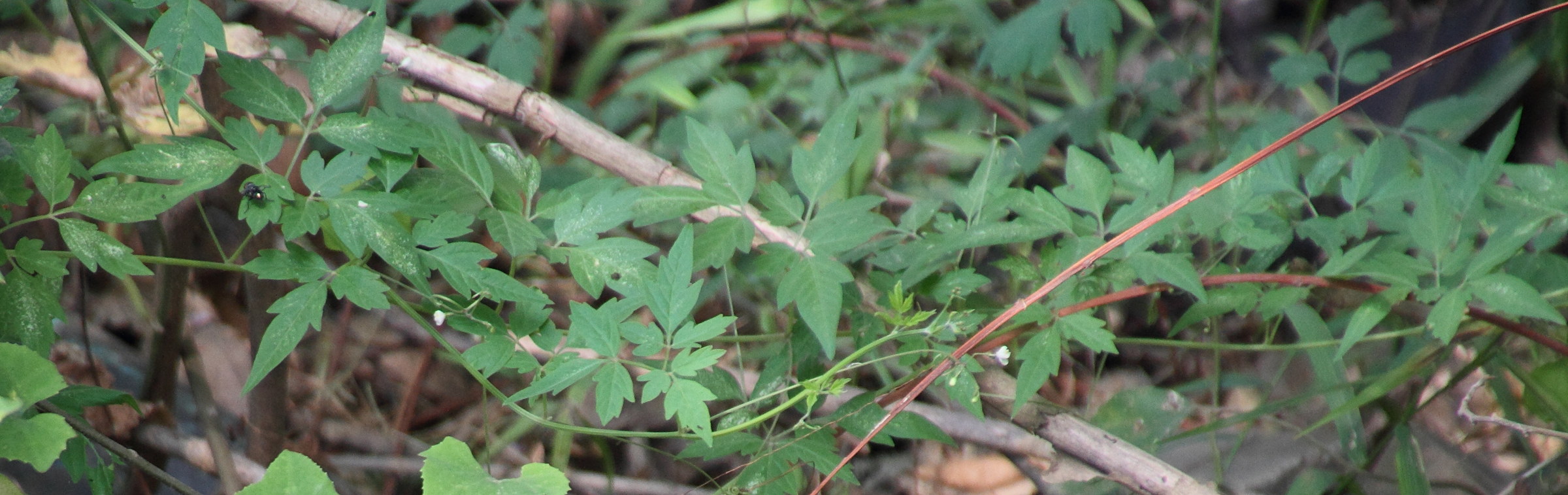 Afficher le média cardiospermum_halicacabum3md cardiospermum_halicacabum3md