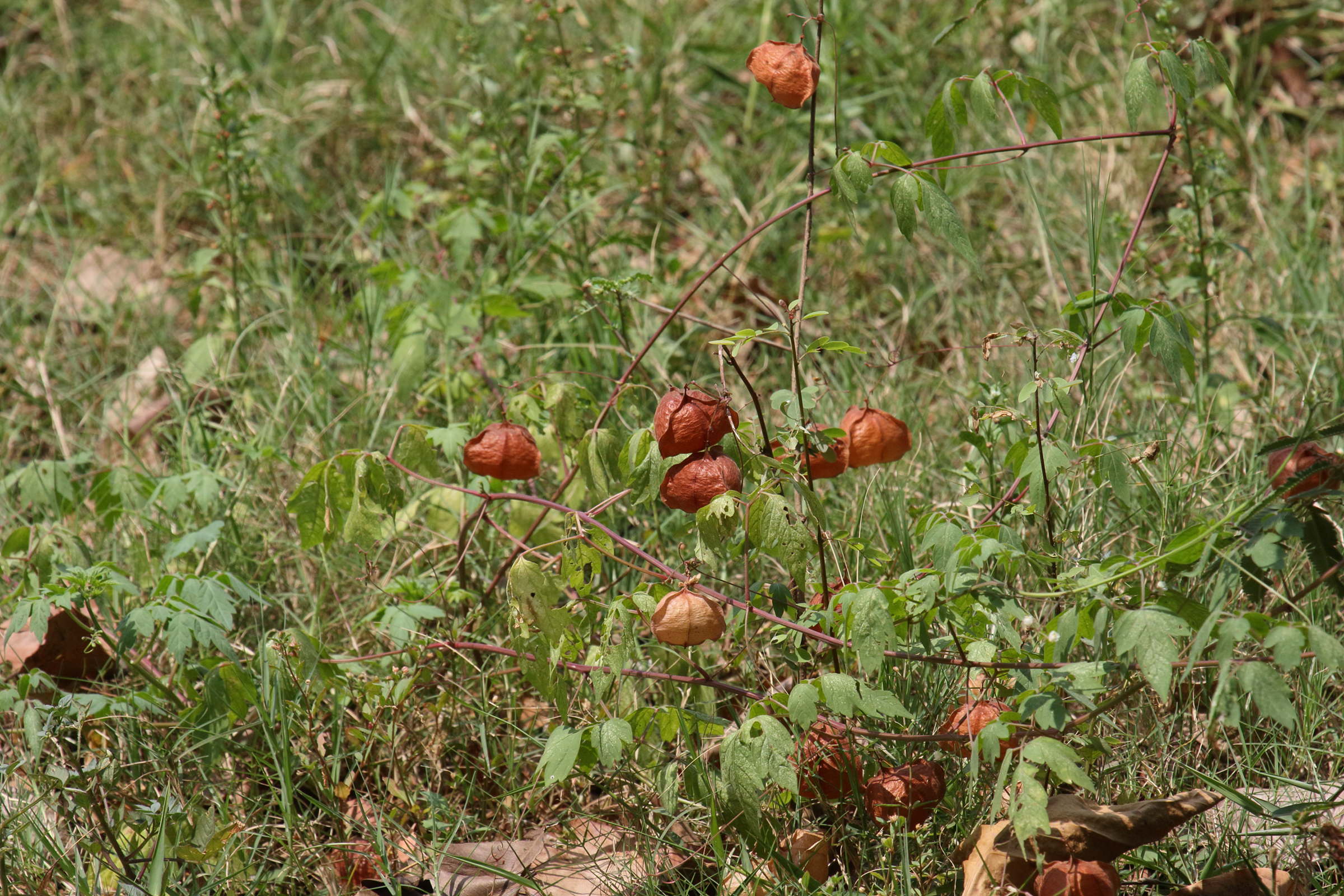 Afficher le média cardiospermum_halicacabum4bd cardiospermum_halicacabum4bd