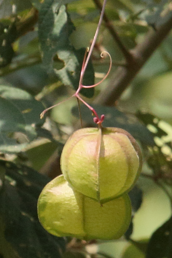 Afficher le média cardiospermum_halicacabum5bd cardiospermum_halicacabum5bd
