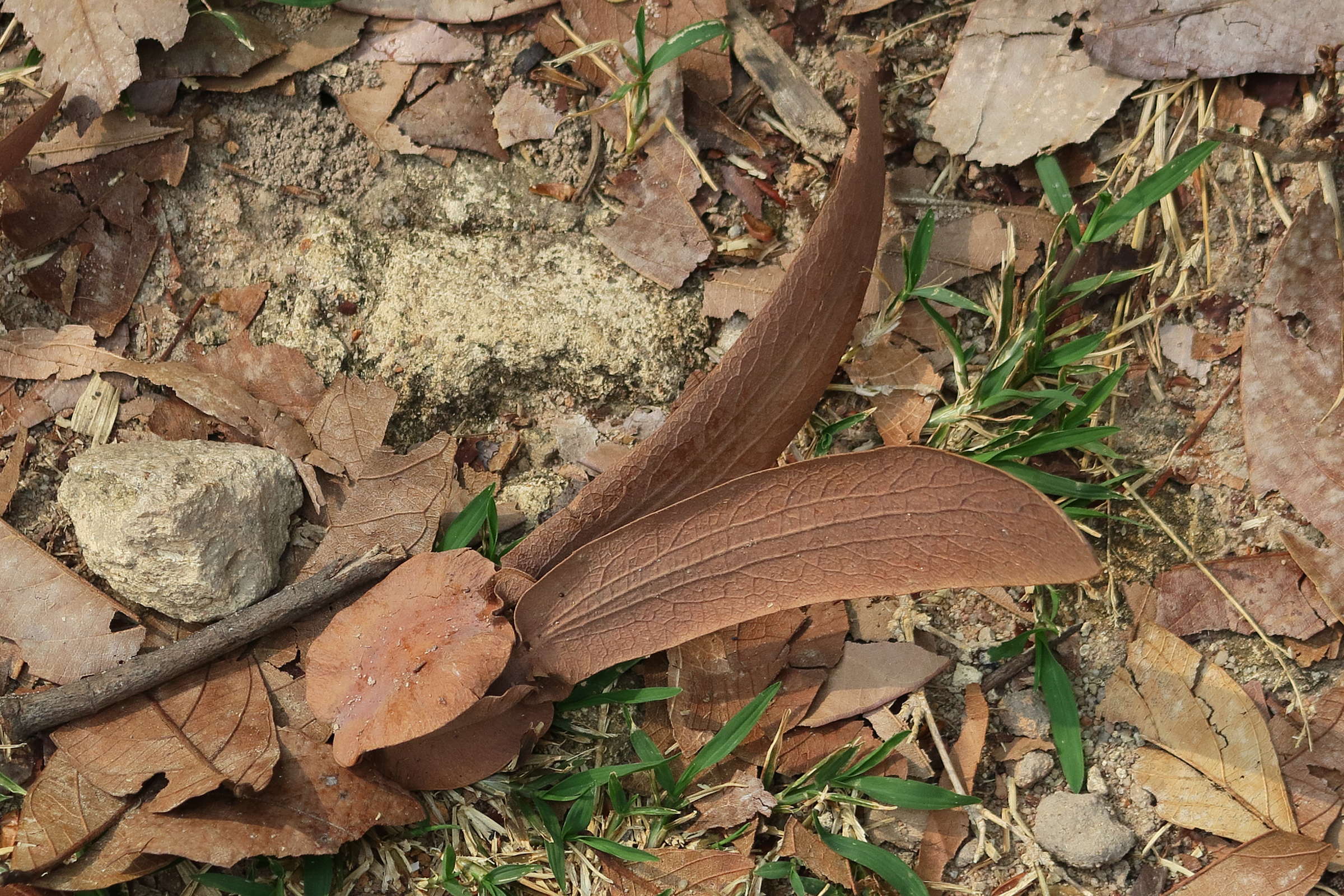 dipterocarpus_alatus1md