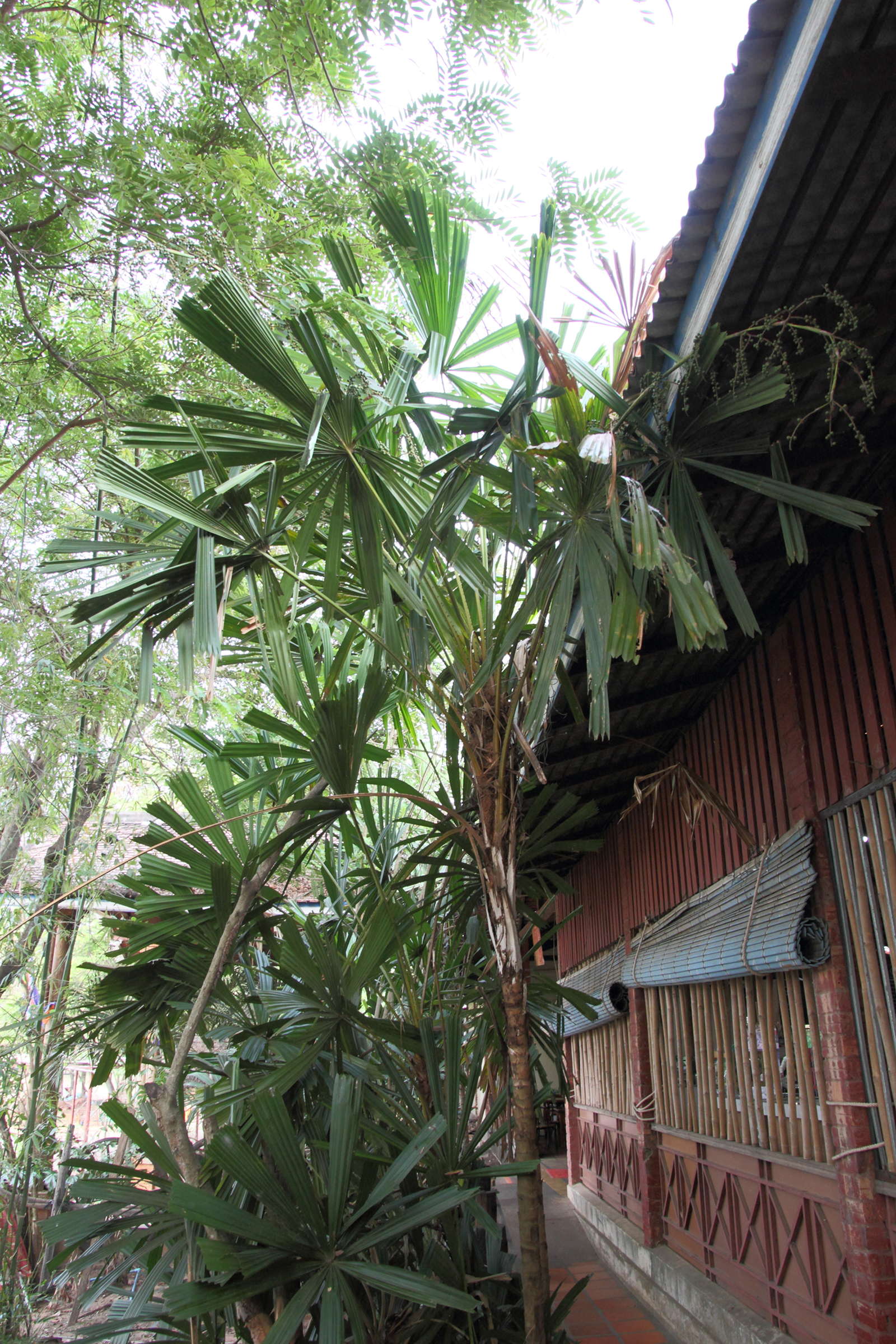 Afficher le média licuala_spinosa2md licuala_spinosa2md