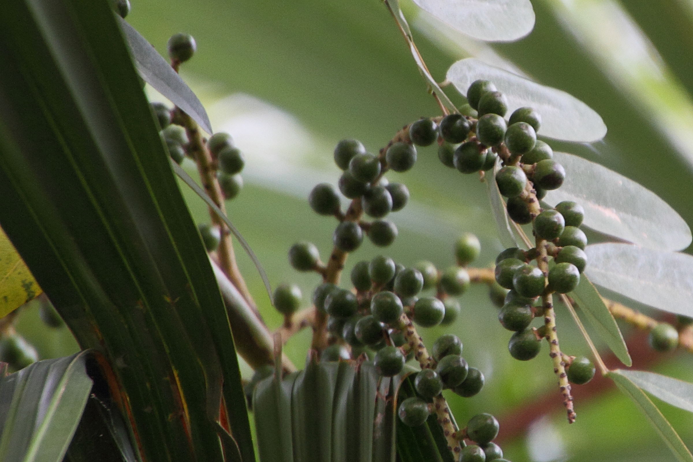 Afficher le média licuala_spinosa3md licuala_spinosa3md