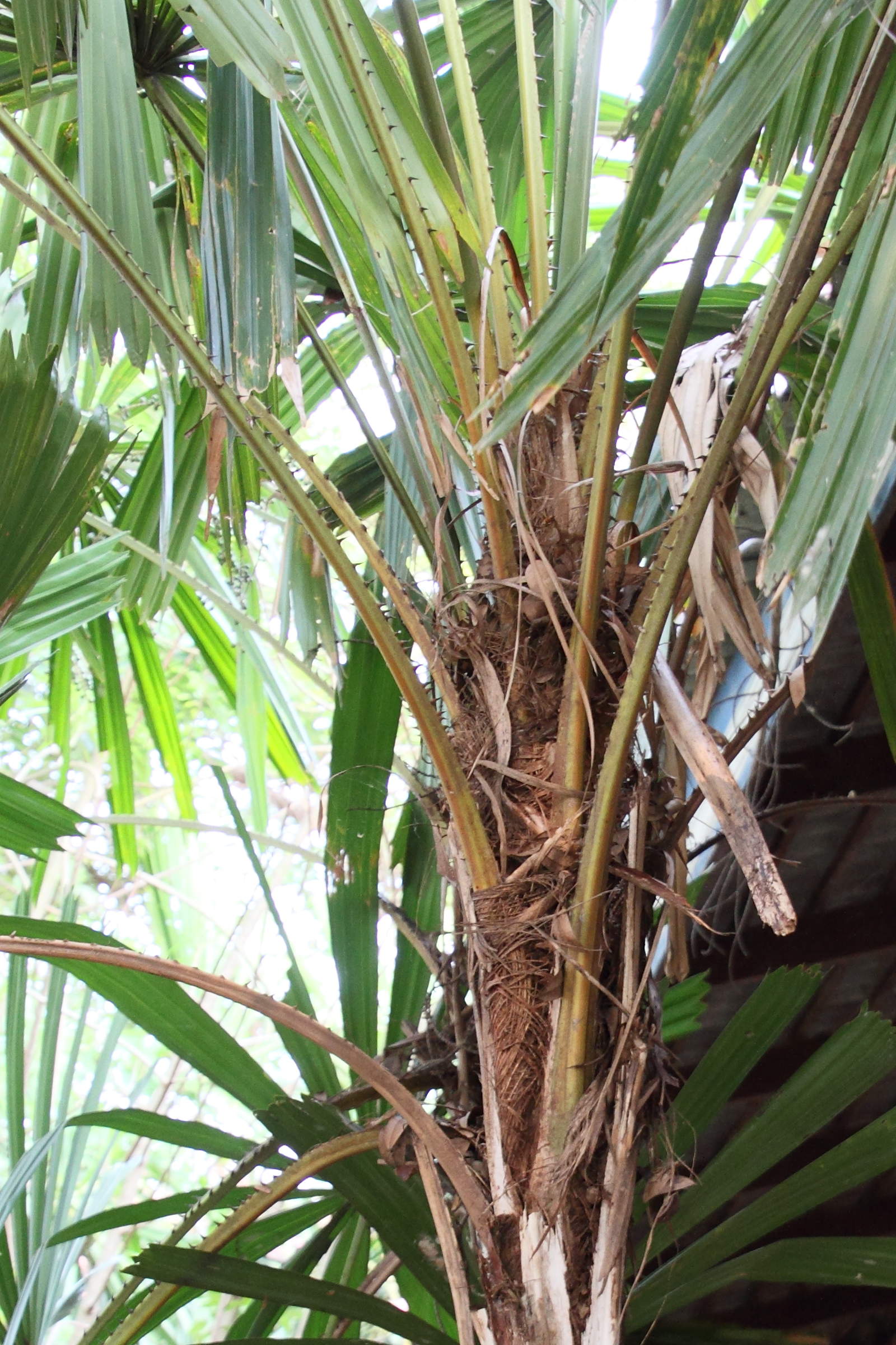 Afficher le média licuala_spinosa4md licuala_spinosa4md