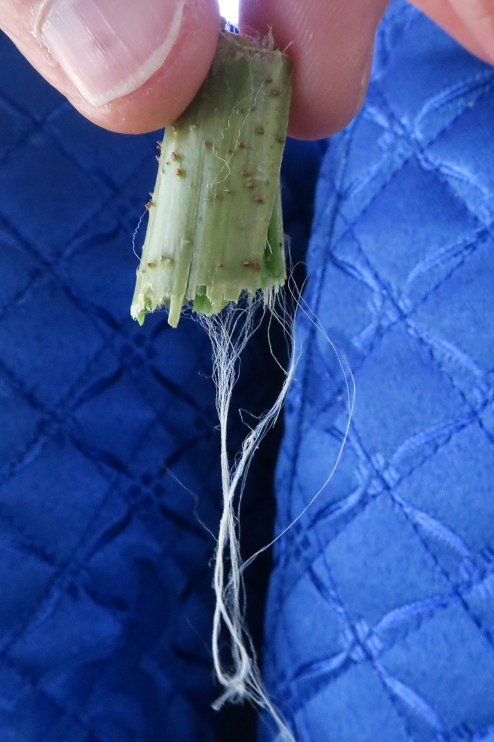 nelumbo_nucifera11md