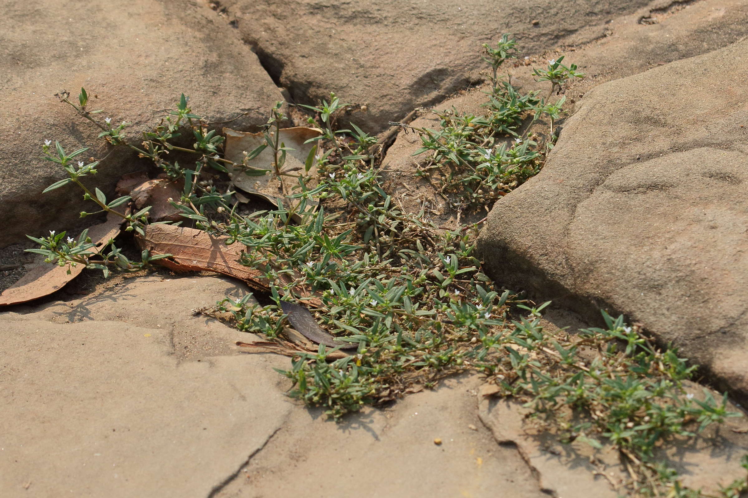Afficher le média oldenlandia_corymbosa5bd oldenlandia_corymbosa5bd