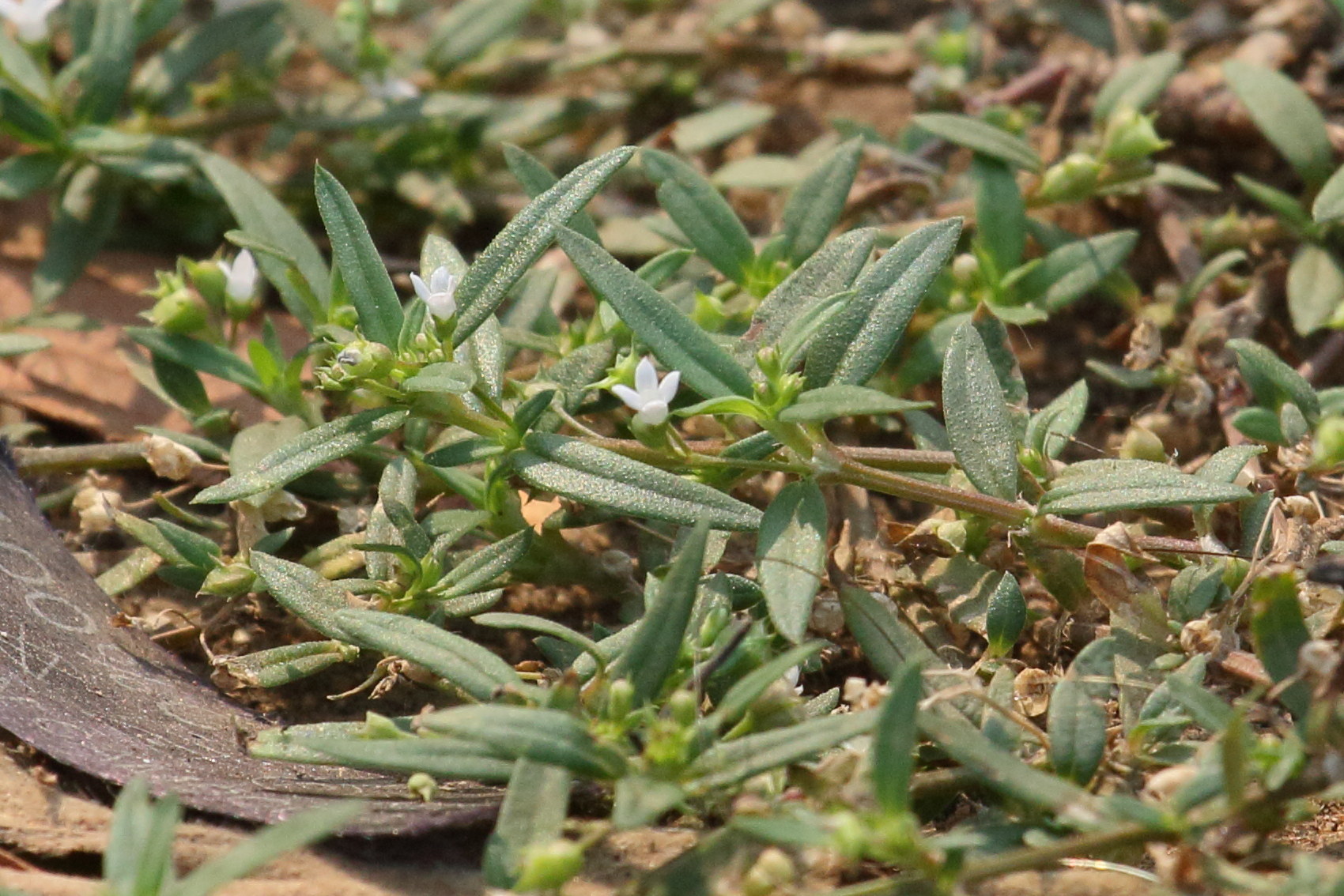 Afficher le média oldenlandia_corymbosa6bd oldenlandia_corymbosa6bd