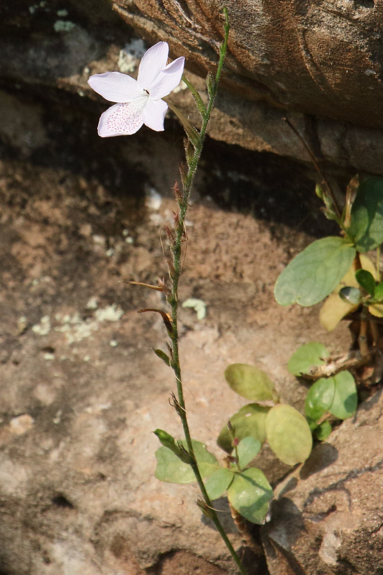 Afficher le média pseuderanthemum_crenulatum2bd pseuderanthemum_crenulatum2bd