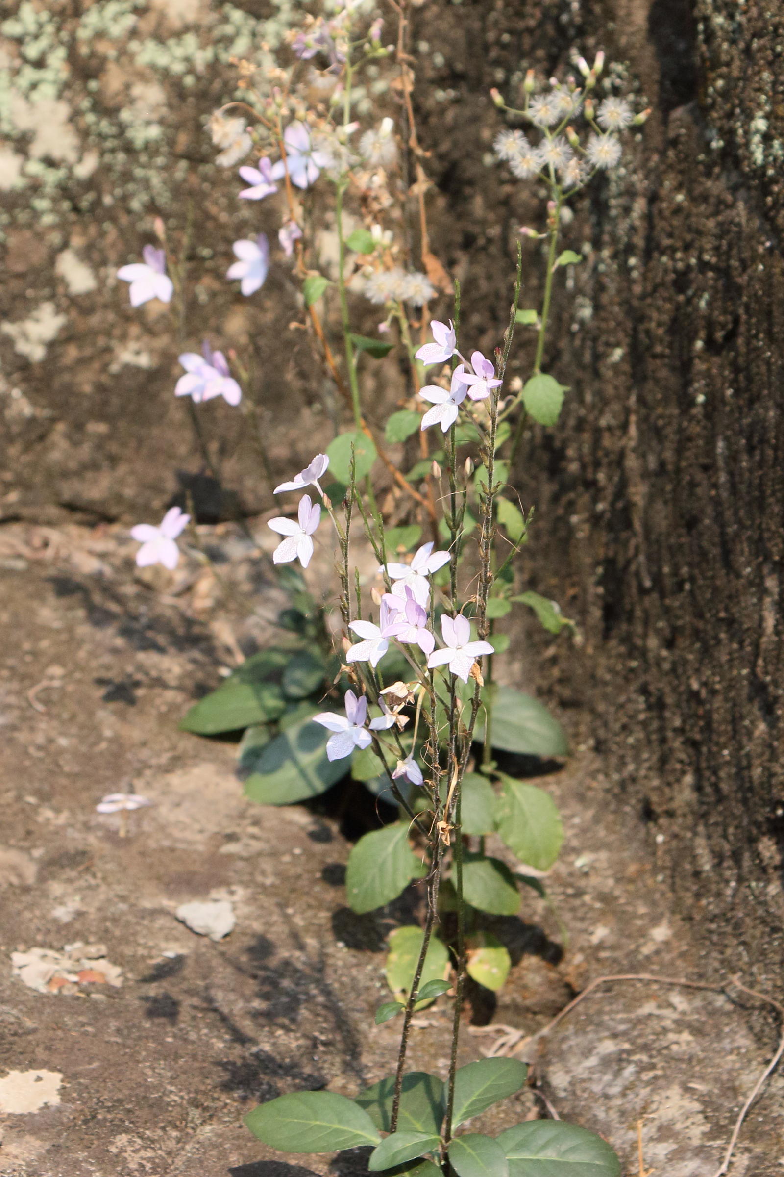 Afficher le média pseuderanthemum_crenulatum3bd pseuderanthemum_crenulatum3bd