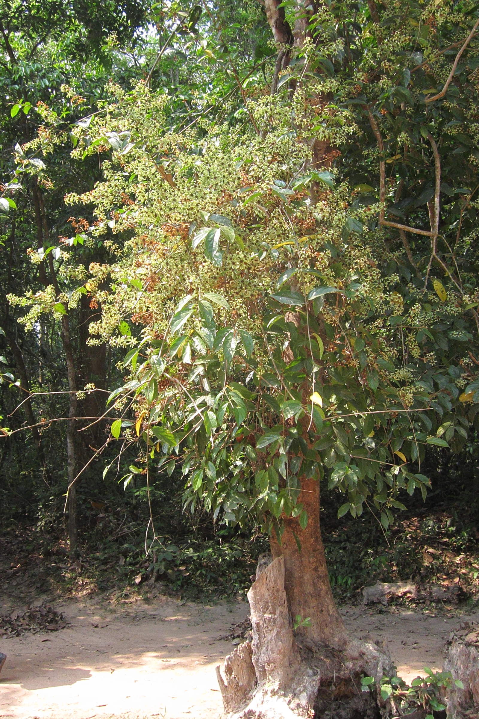 sphenodesme_mollis1bd