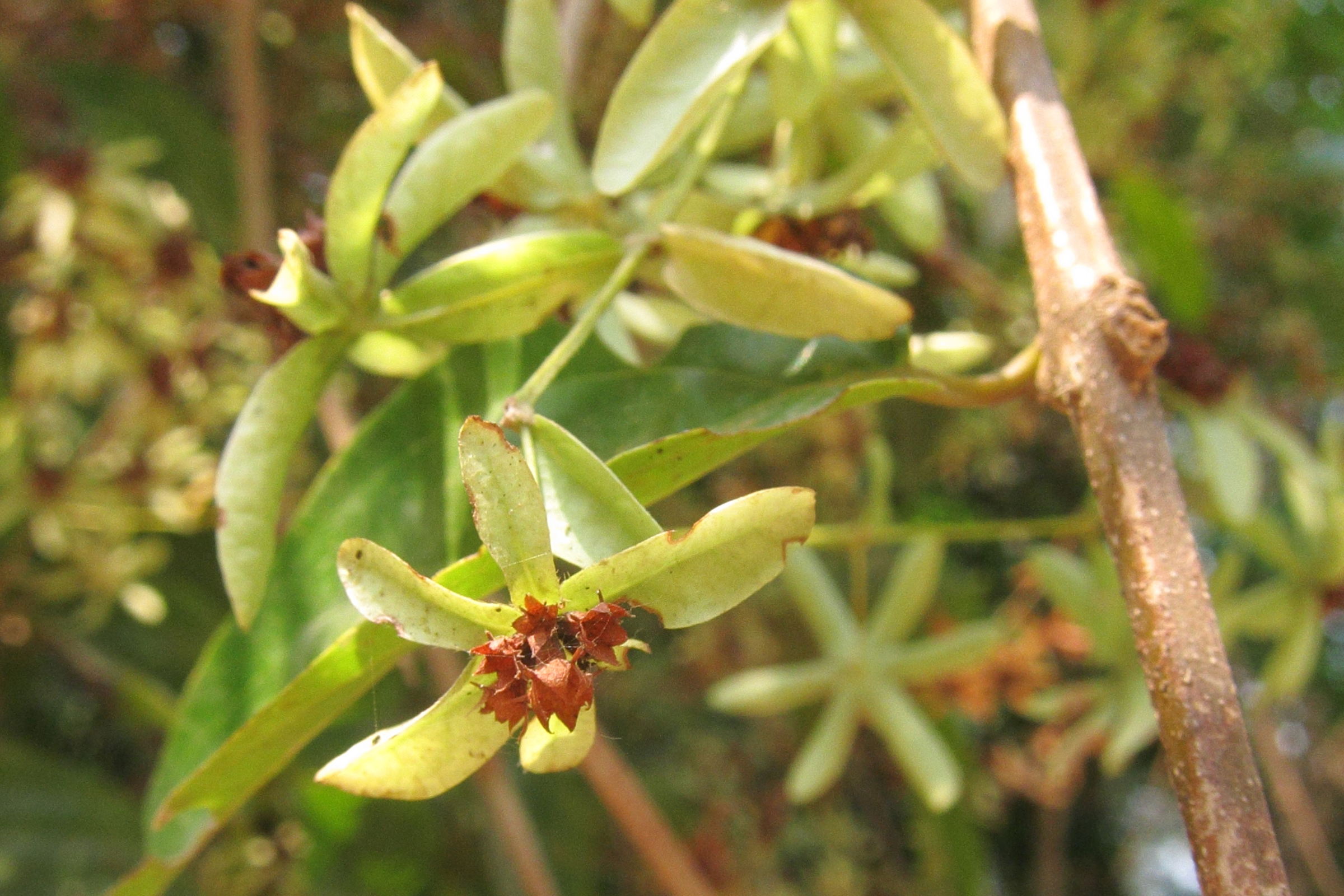 sphenodesme_mollis2bd