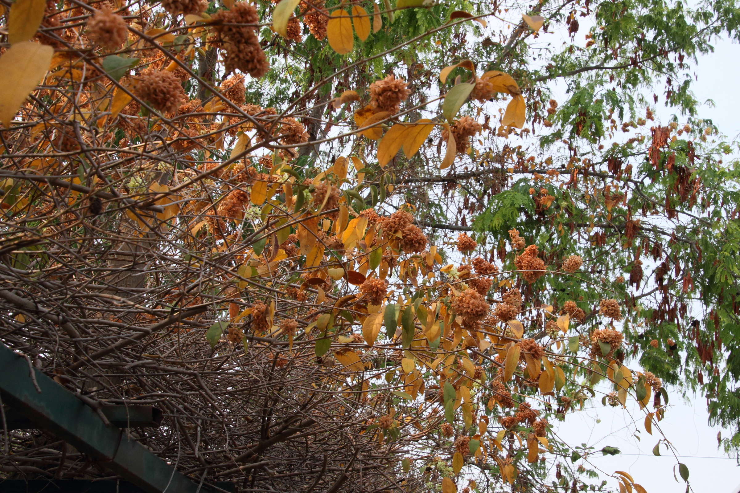 Afficher le média calycopteris_floribunda1md calycopteris_floribunda1md