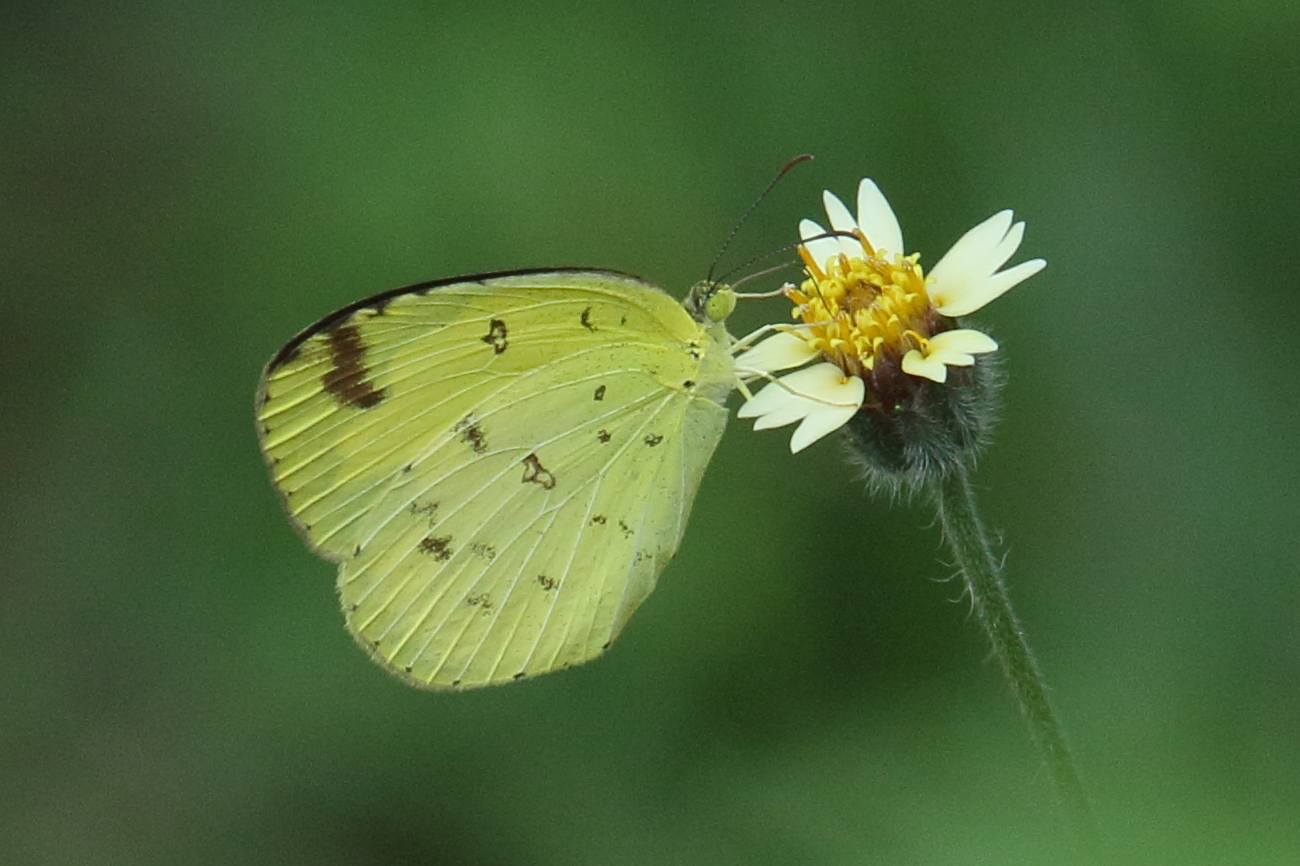 eurema_sari_sodalis2bd