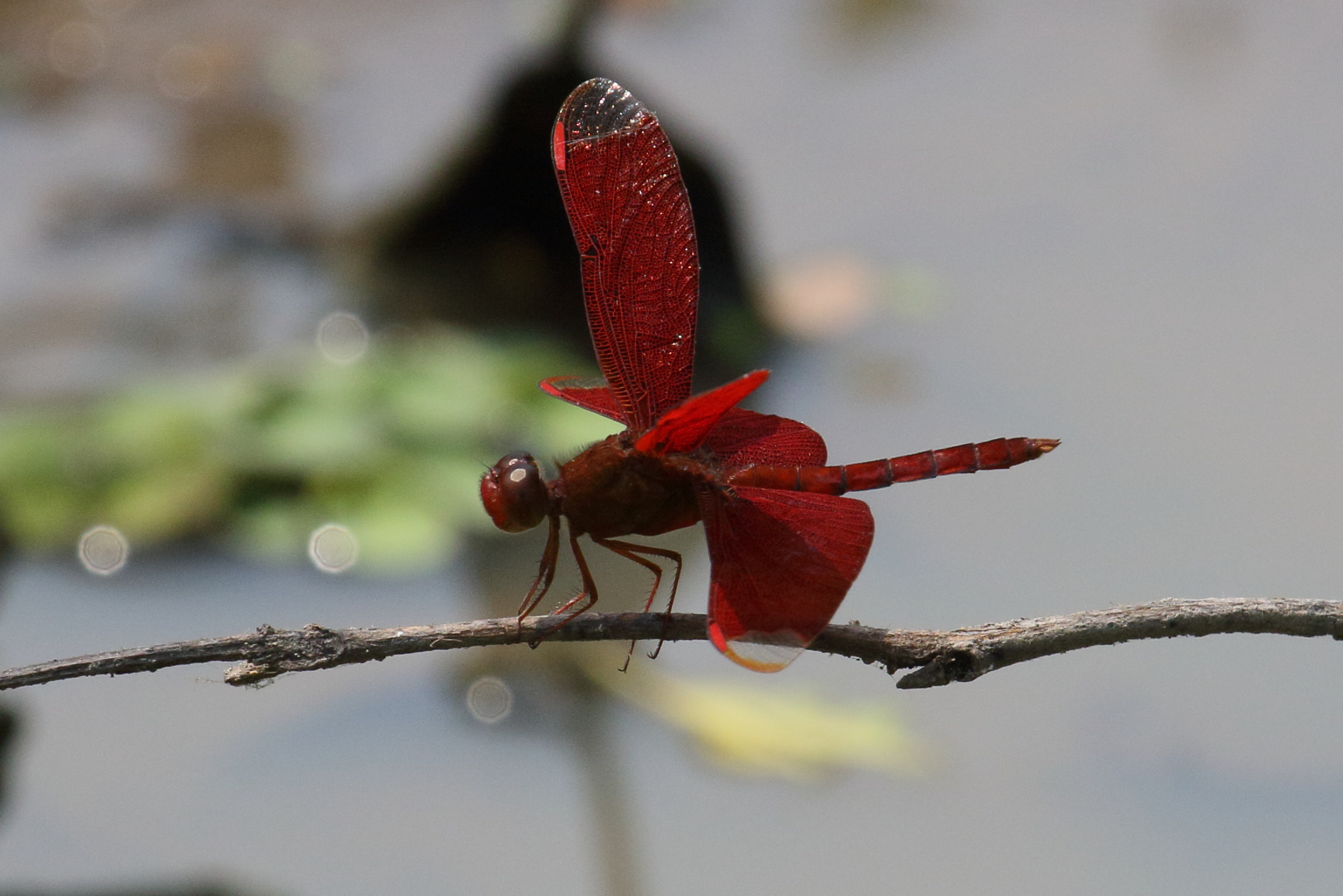 neurothemis_fulvia1bd