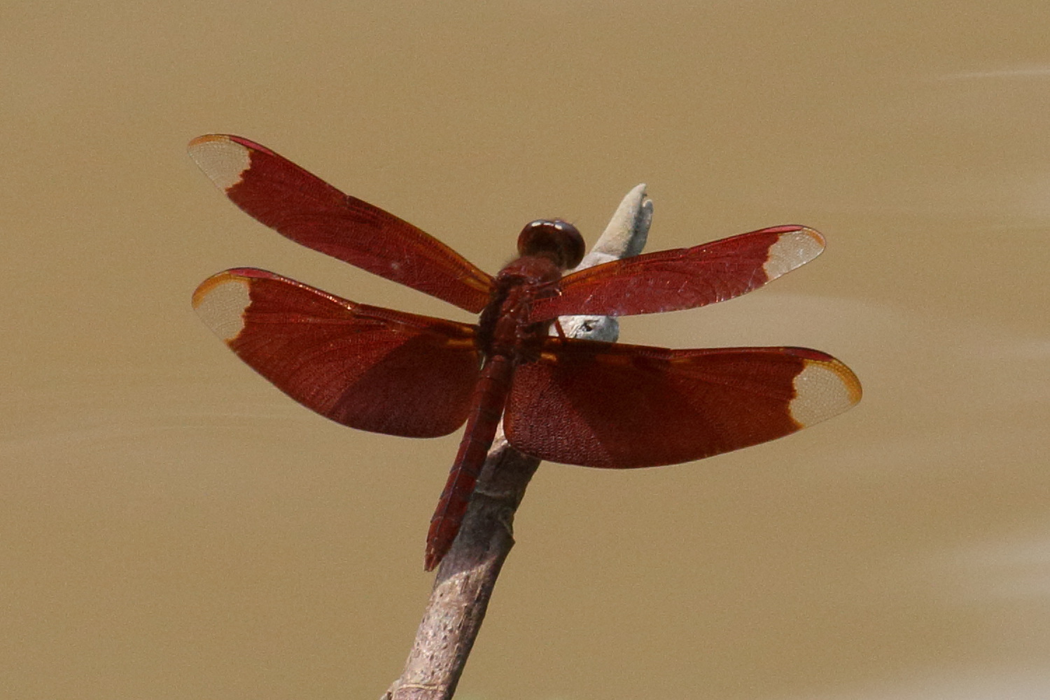 neurothemis_fulvia2bd