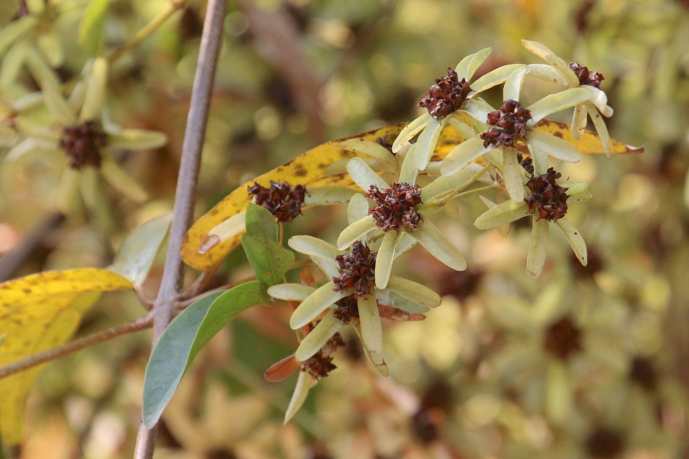 sphenodesme_mollis3bd