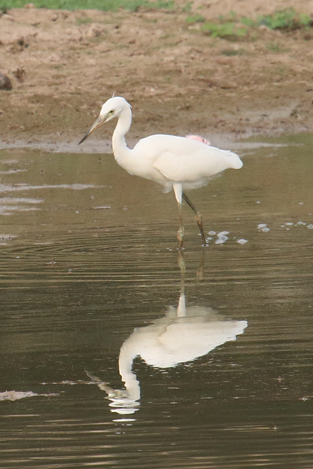 aigrette_de_chine_-_egretta_eulophotes1bd