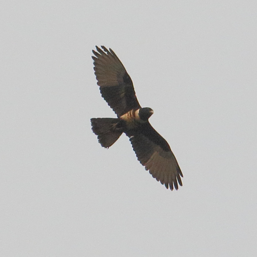 baza_huppard_-_aviceda_leuphotes2bd