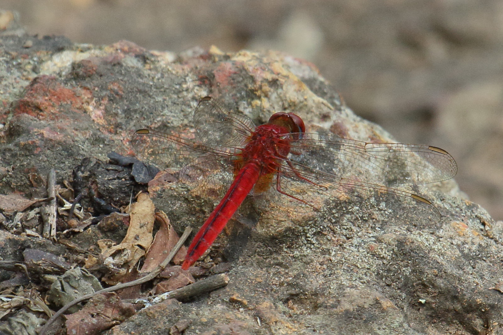 crocothemis_servilia3bd