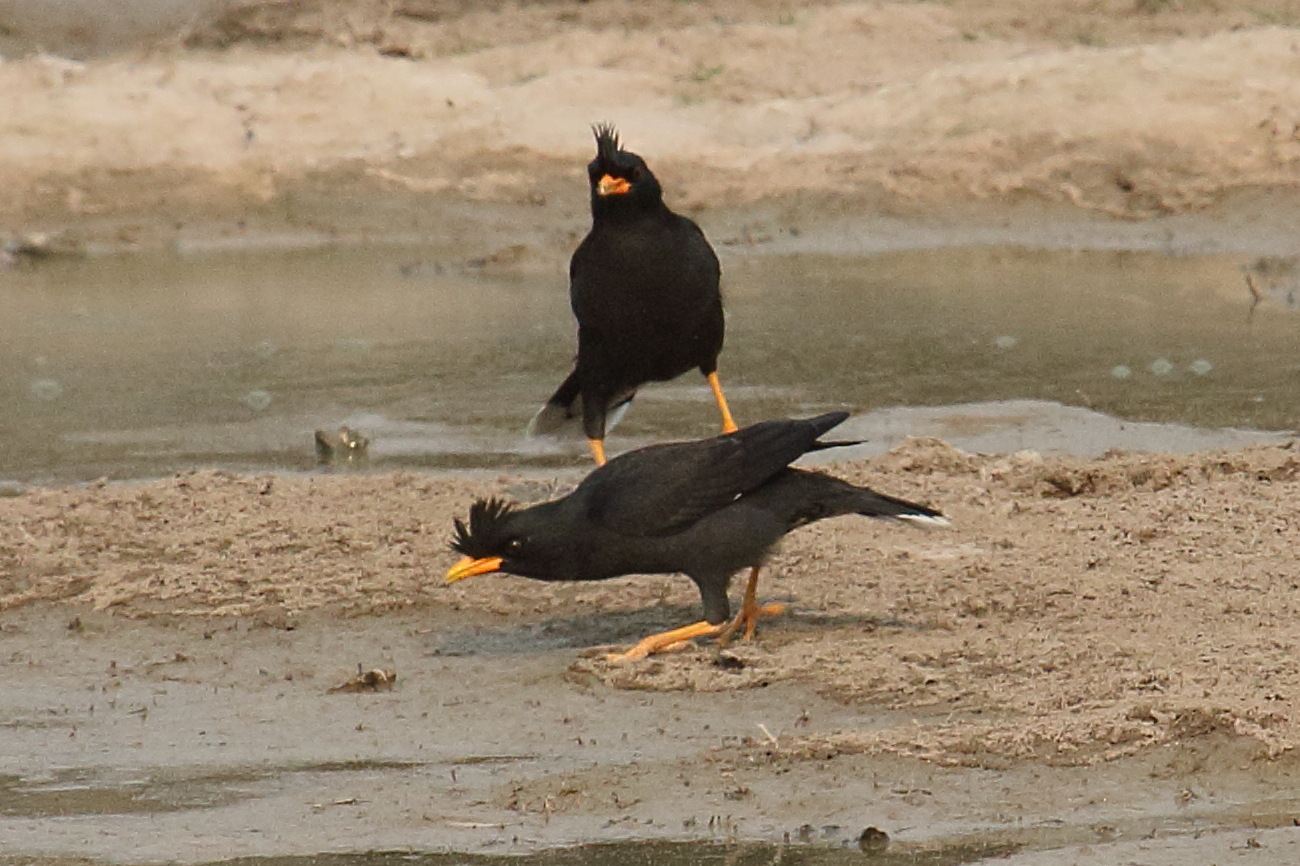 grand_martin_-_acridotheres_grandis1bd