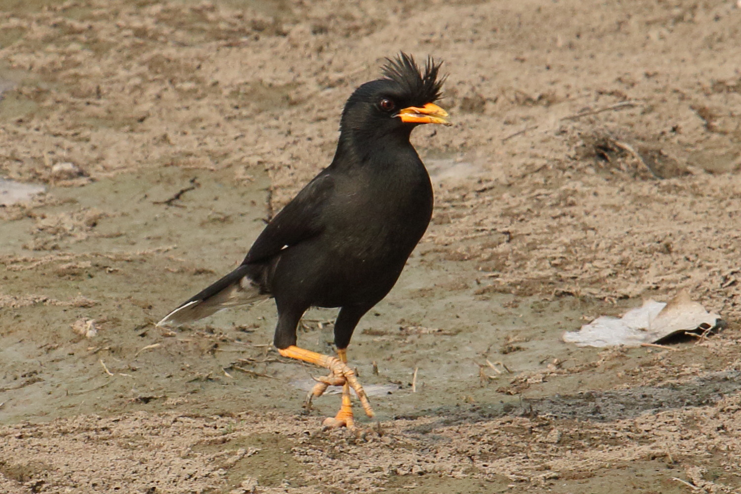 grand_martin_-_acridotheres_grandis2bd