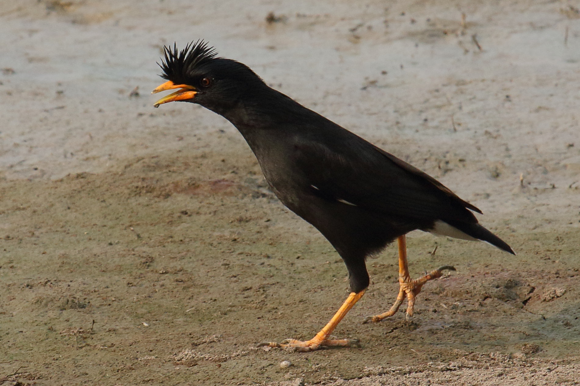 grand_martin_-_acridotheres_grandis3bd