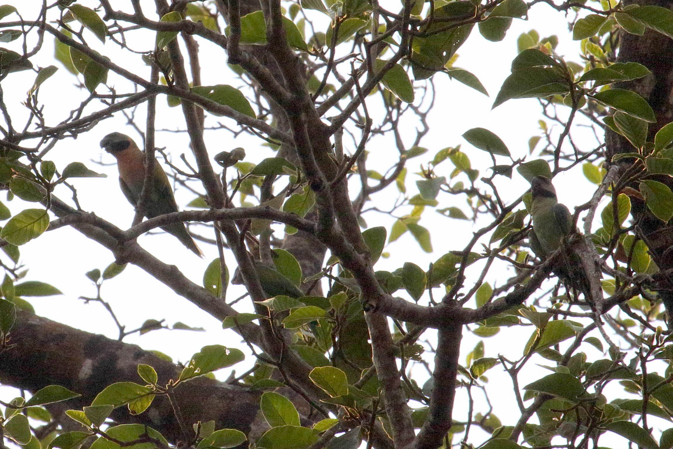 perruche_de_finsch_-_psittacula_finschii1bd