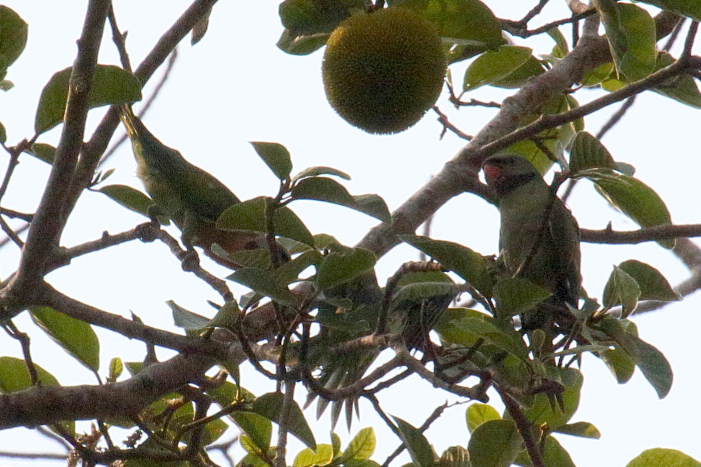 perruche_de_finsch_-_psittacula_finschii2bd