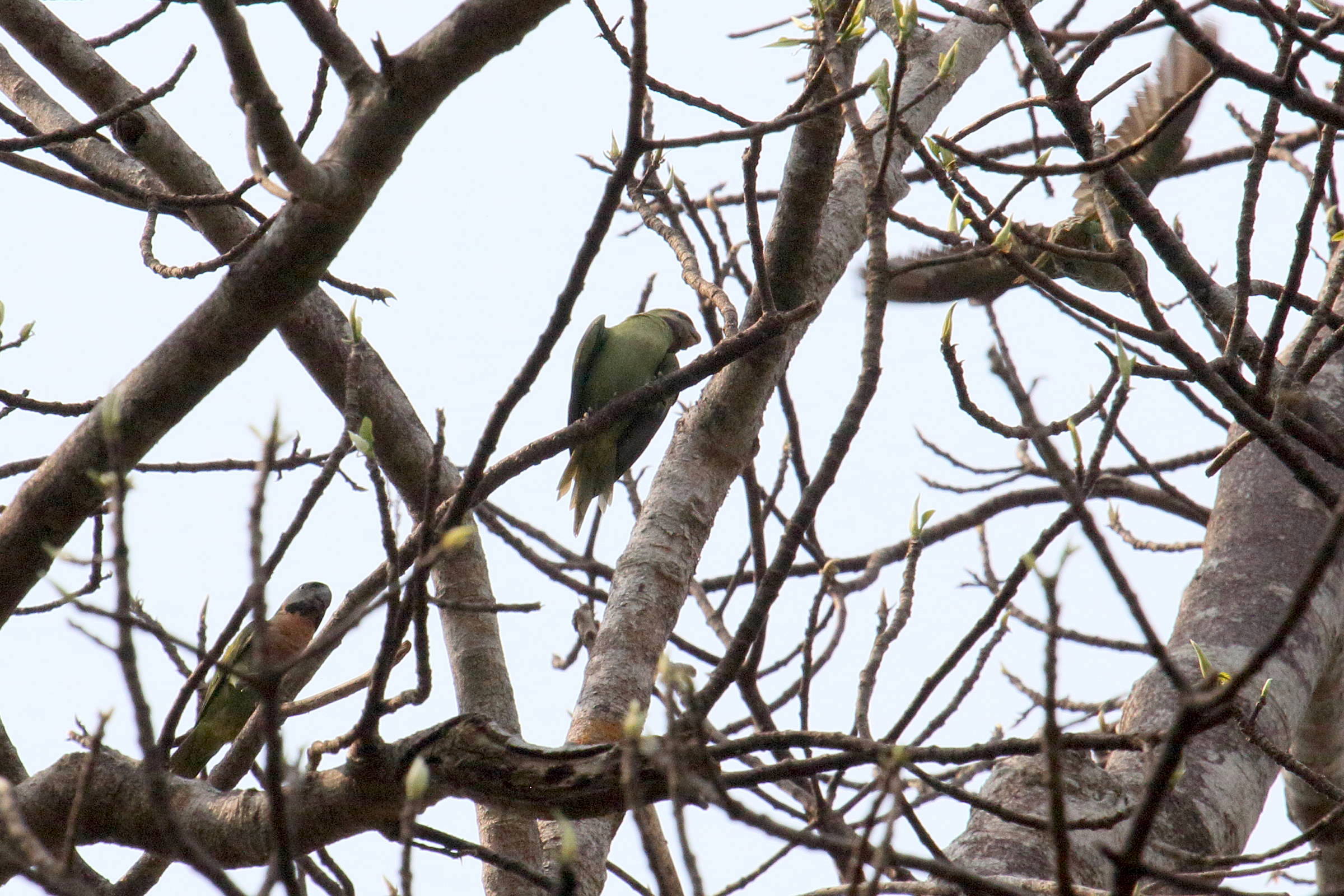 perruche_de_finsch_-_psittacula_finschii3bd