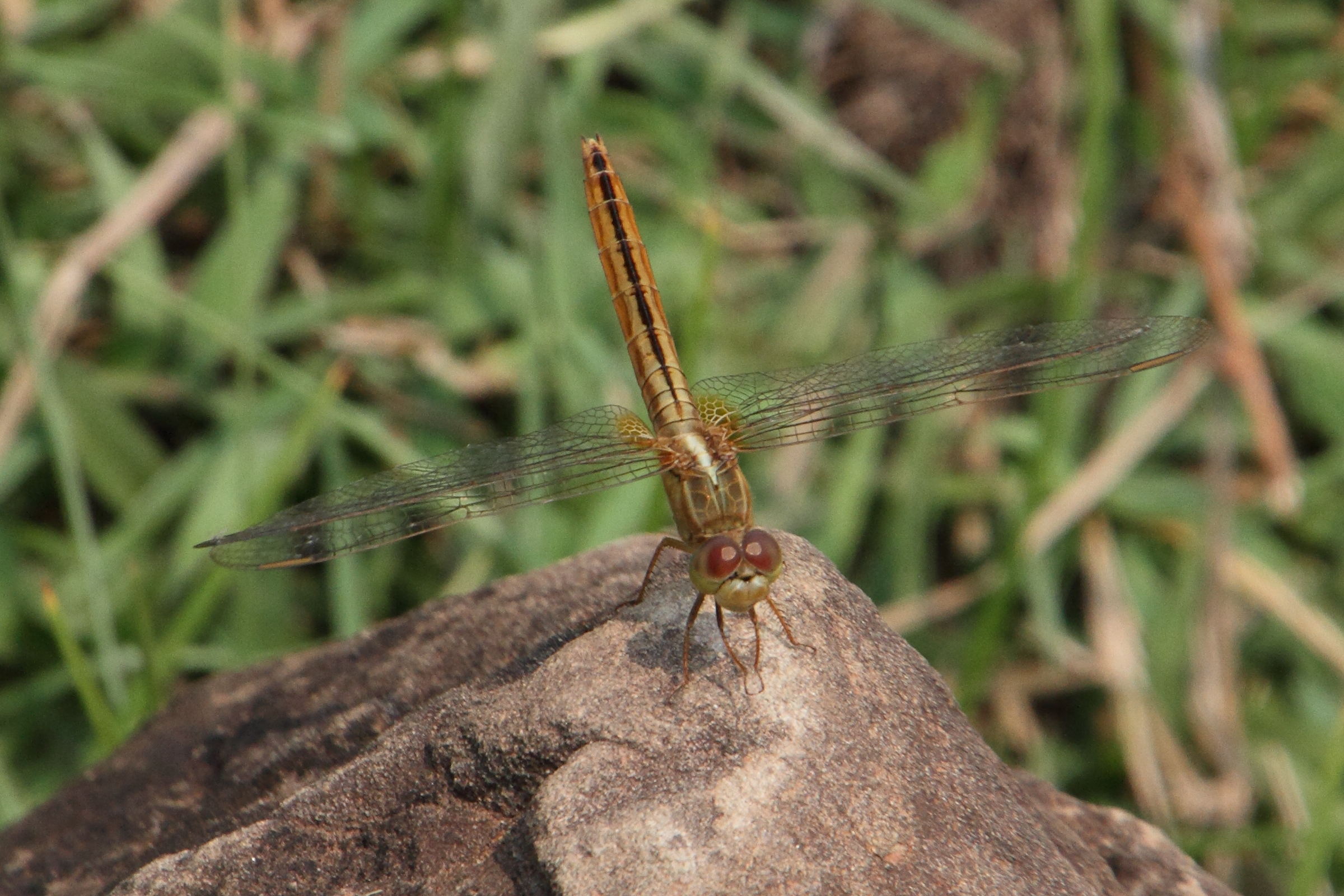 crocothemis_servilia4md