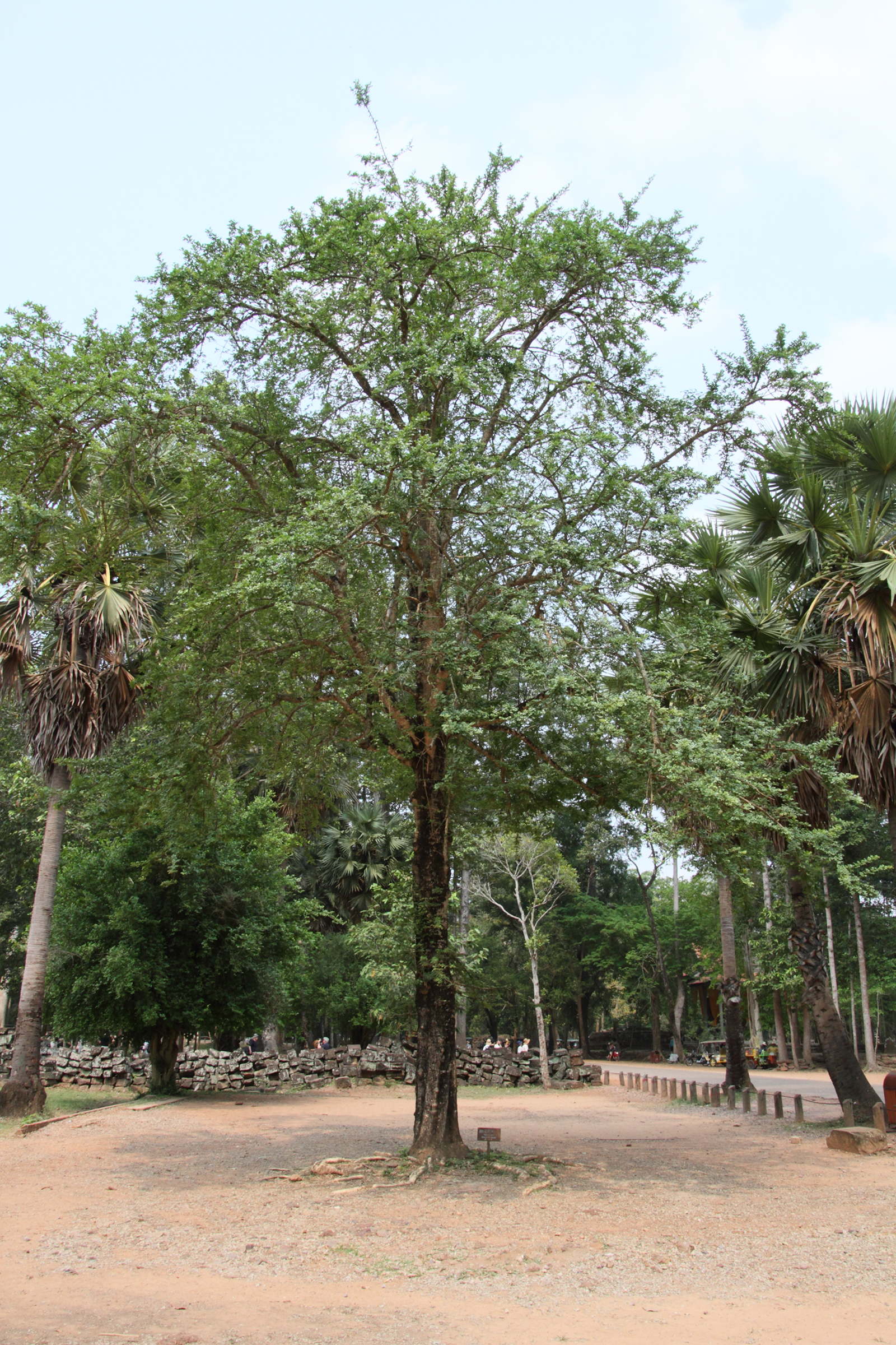 Afficher le média feroniella_lucida1md feroniella_lucida1md