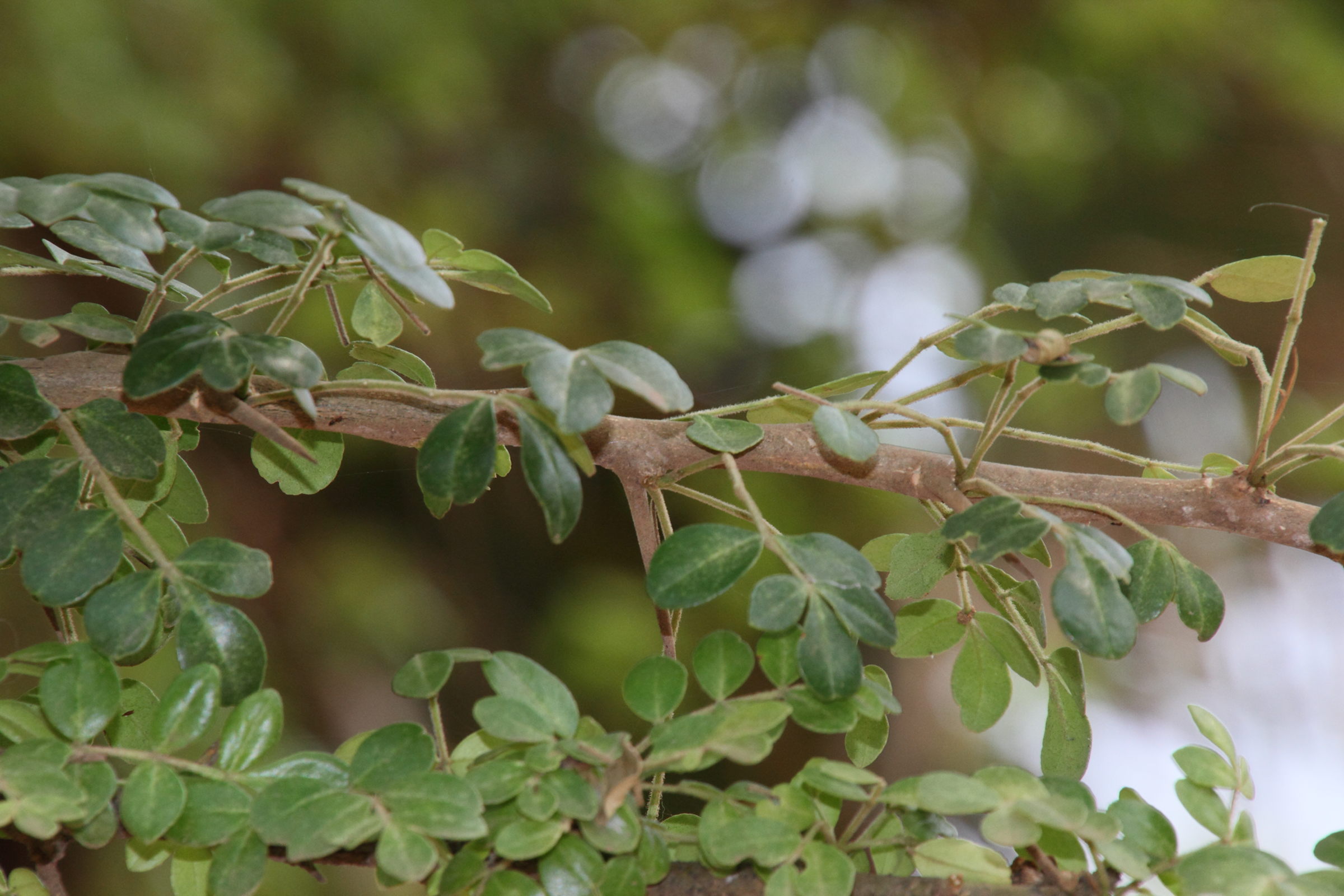 Afficher le média feroniella_lucida2md feroniella_lucida2md