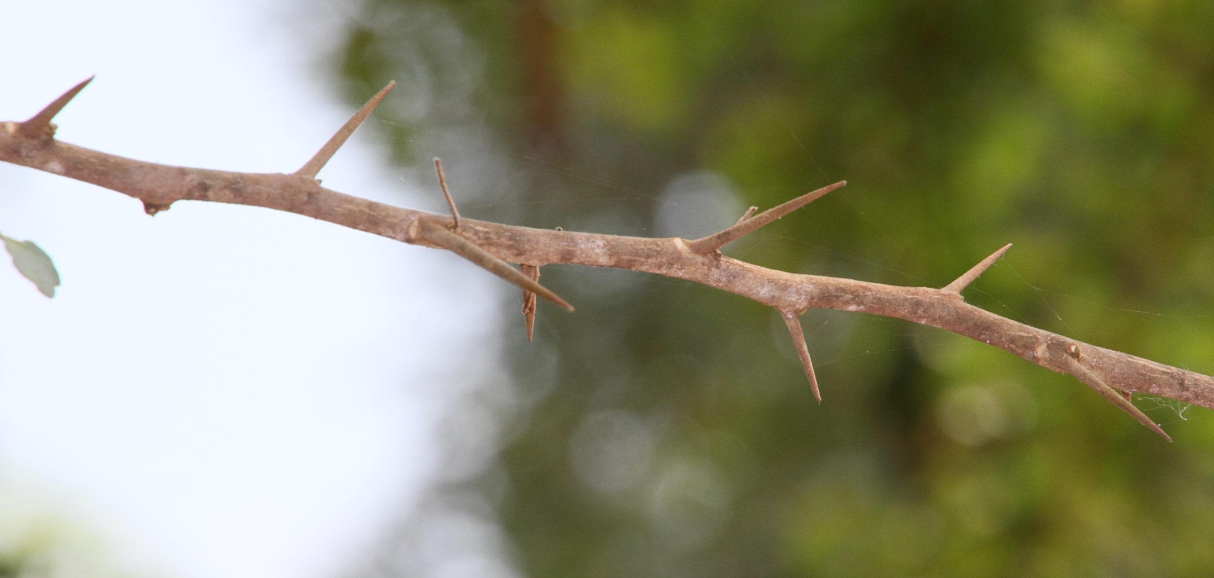 Afficher le média feroniella_lucida3md feroniella_lucida3md
