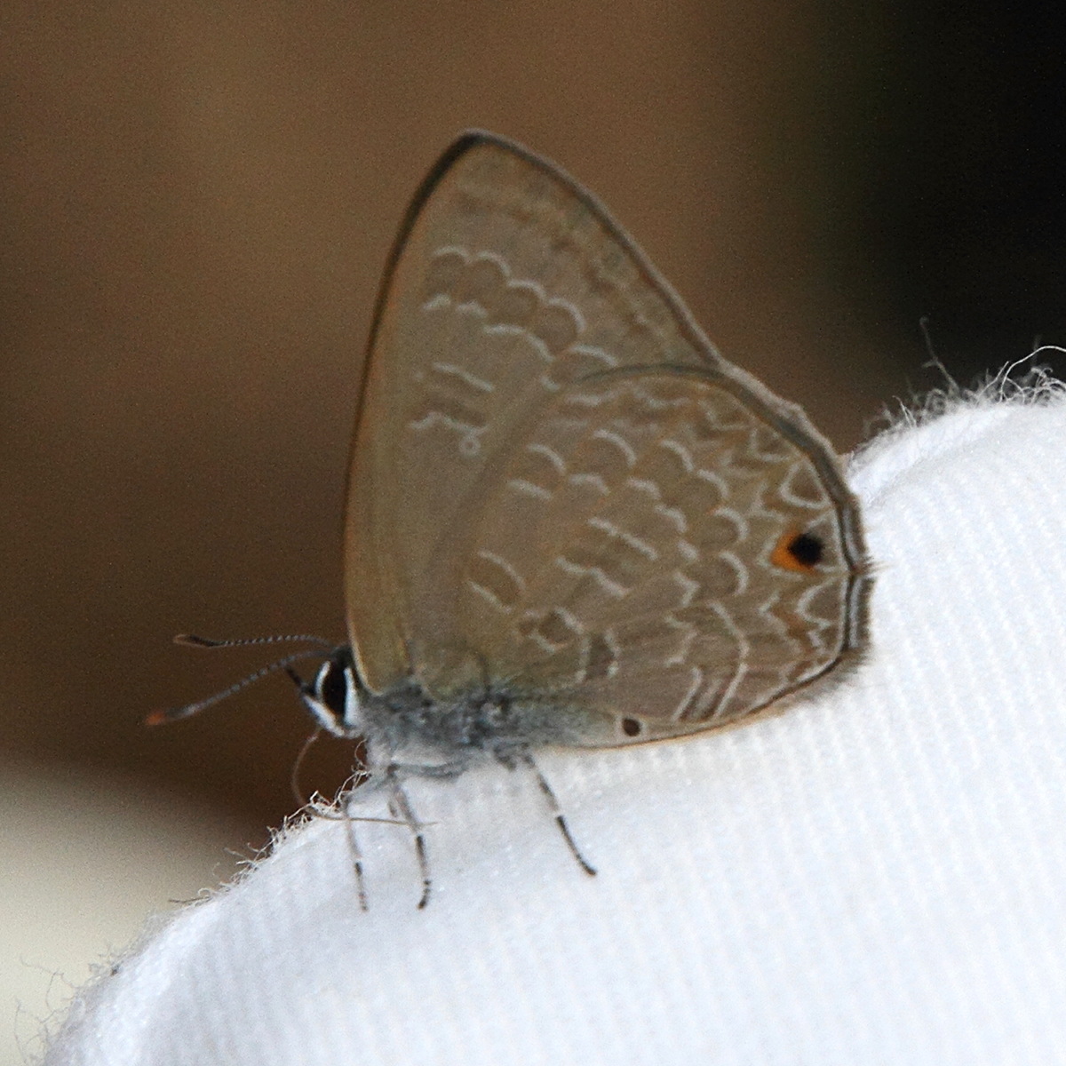 nacaduba_berenice1md