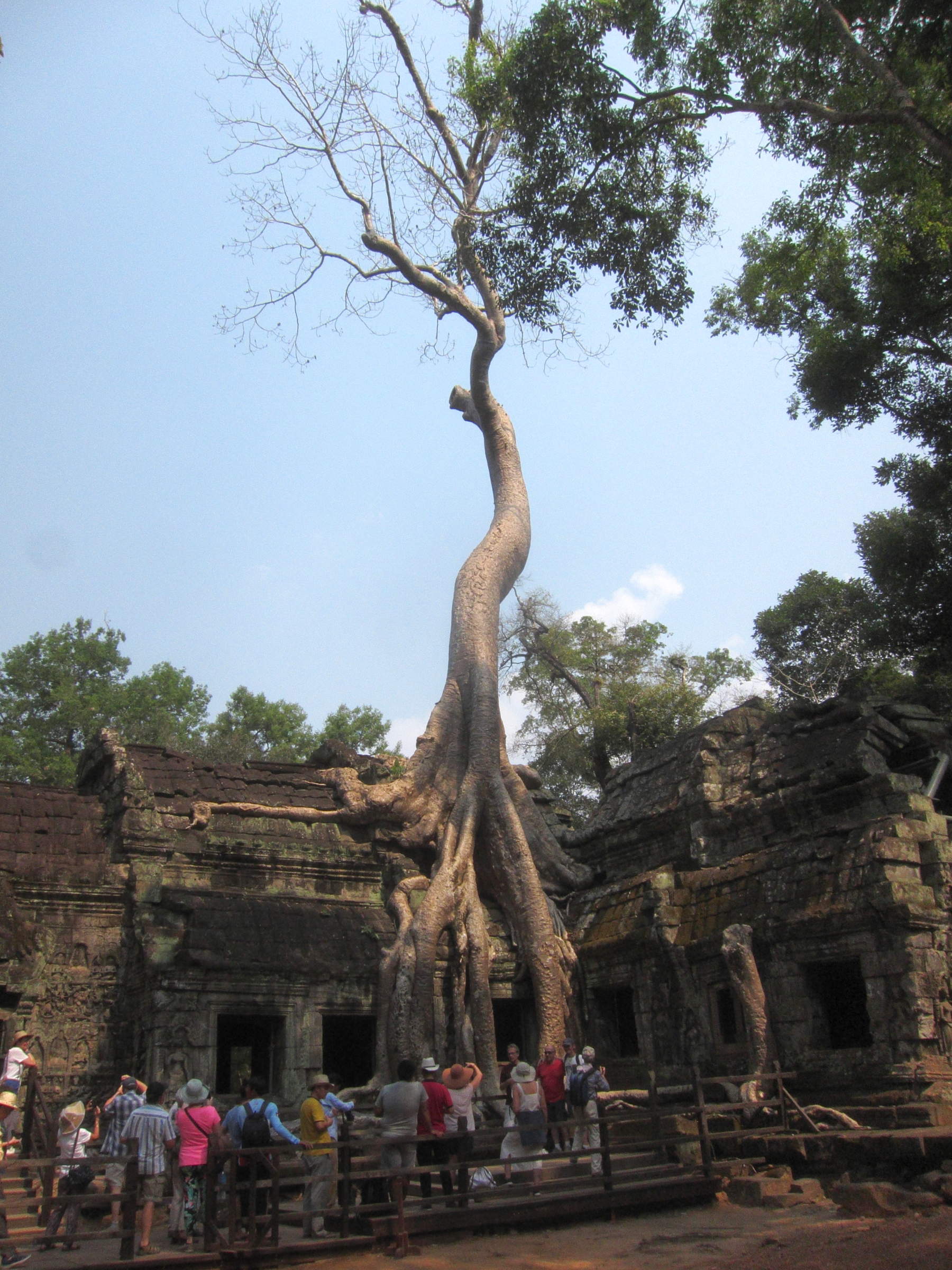 Afficher le média tetrameles_nudiflora1bd tetrameles_nudiflora1bd