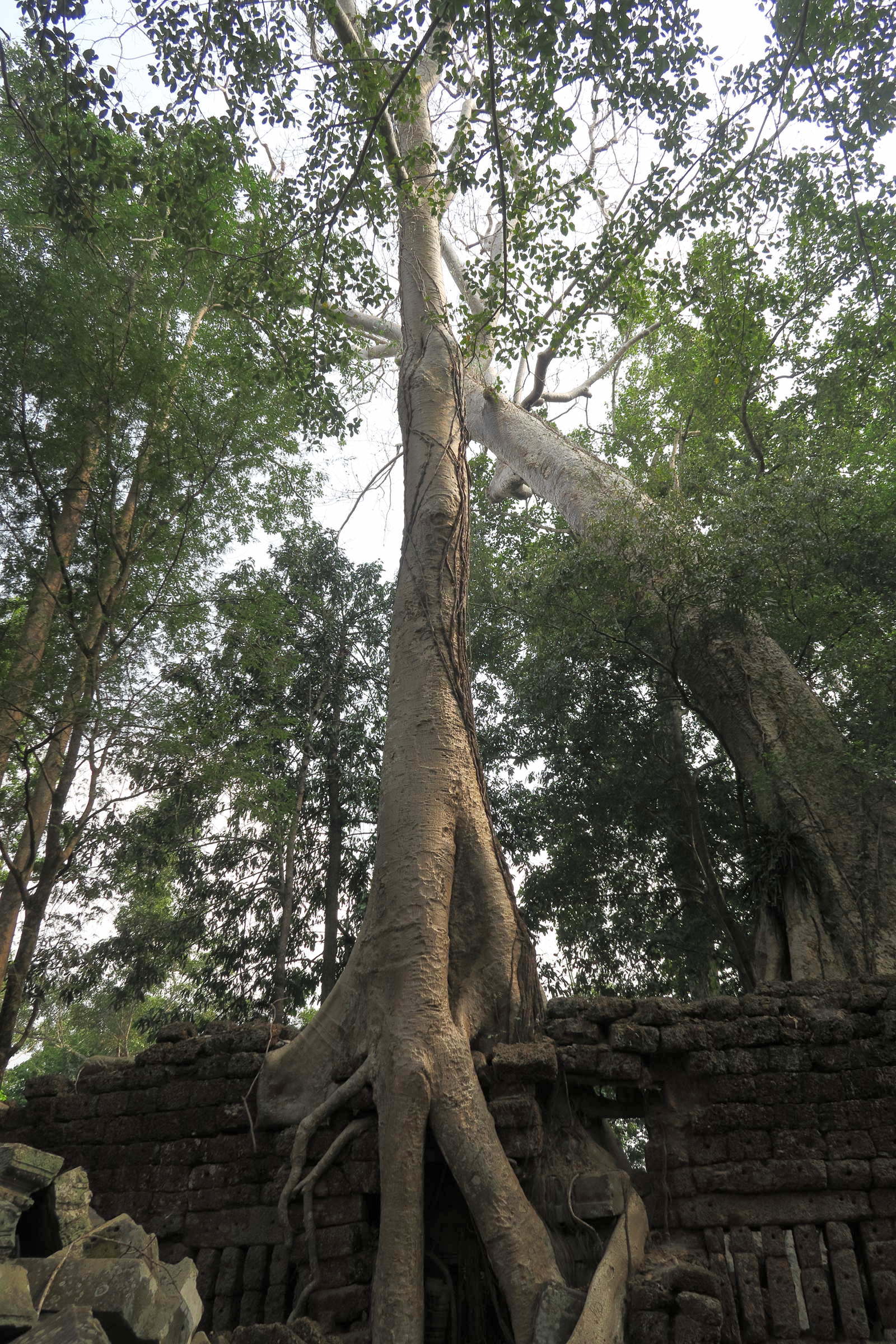 Afficher le média tetrameles_nudiflora2md tetrameles_nudiflora2md