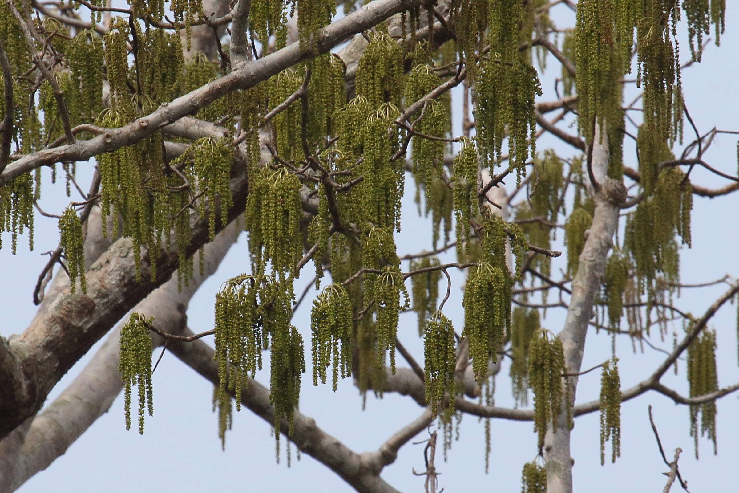 Afficher le média tetrameles_nudiflora3bd tetrameles_nudiflora3bd