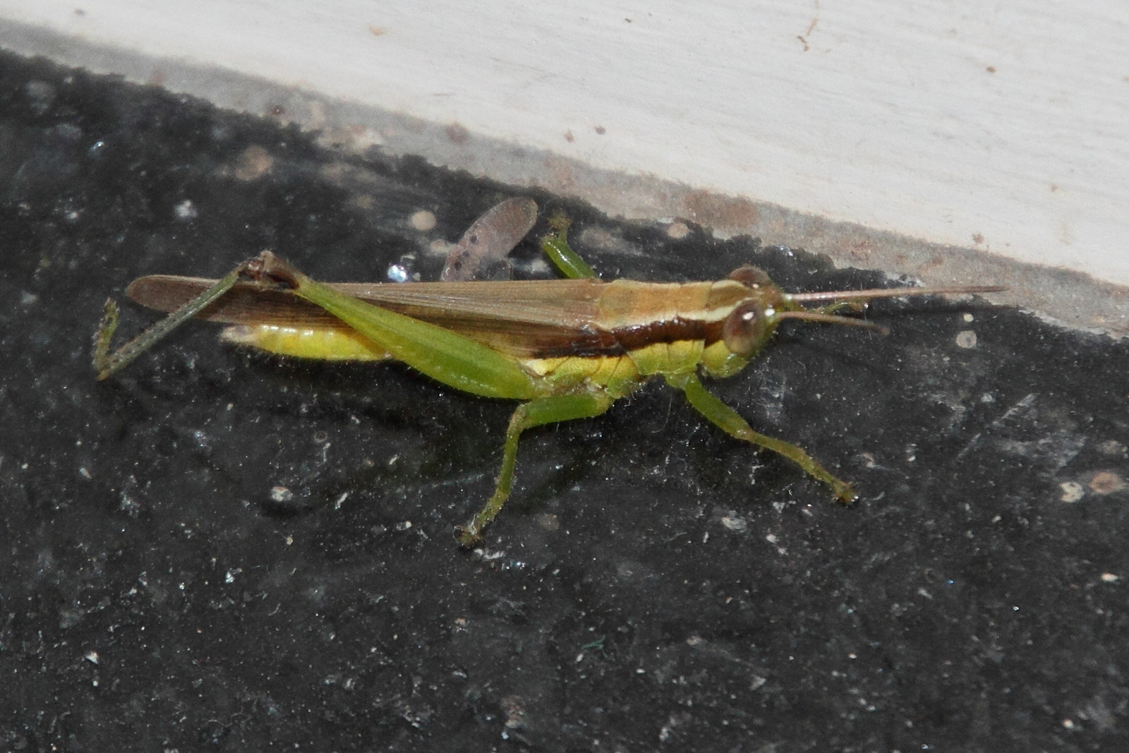 gesonula_punctifrons1md