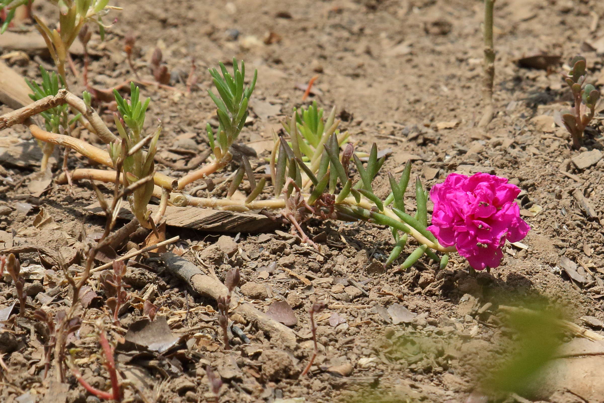 Afficher le média portulaca_gra-diflora7bd portulaca_gra-diflora7bd
