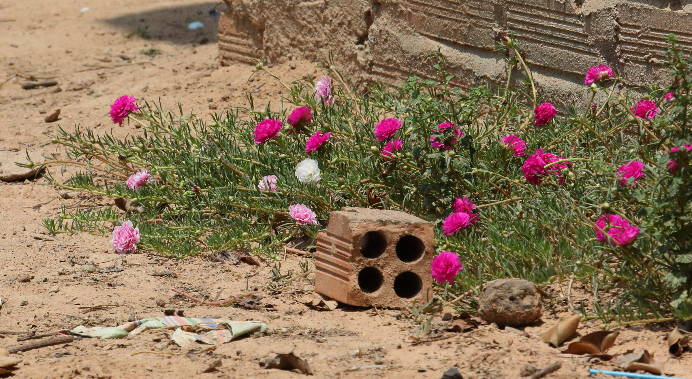 Afficher le média portulaca_grandiflora8bd portulaca_grandiflora8bd